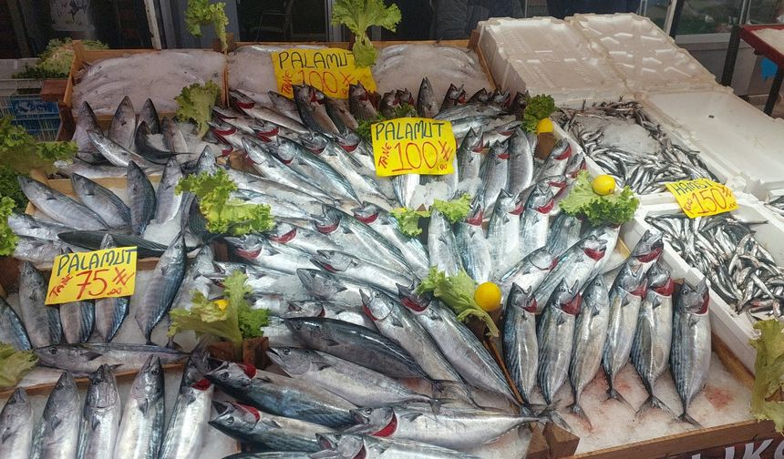 Kastamonu’da palamudun kilosu 40 liradan başlıyor