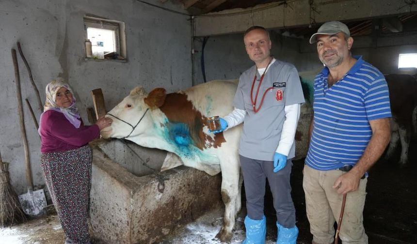 Yemek borusuna armut takıldı, gebe inek ölümden döndü