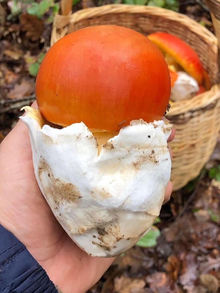 WhatsApp Image 2023-04-27 at 12.50.55 PM (6)