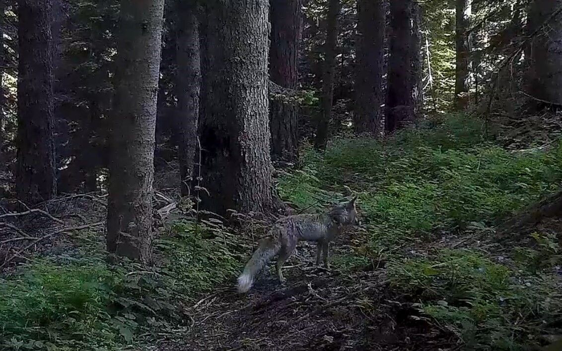 Ilgaz Dağı Yaban Hayatı (1)