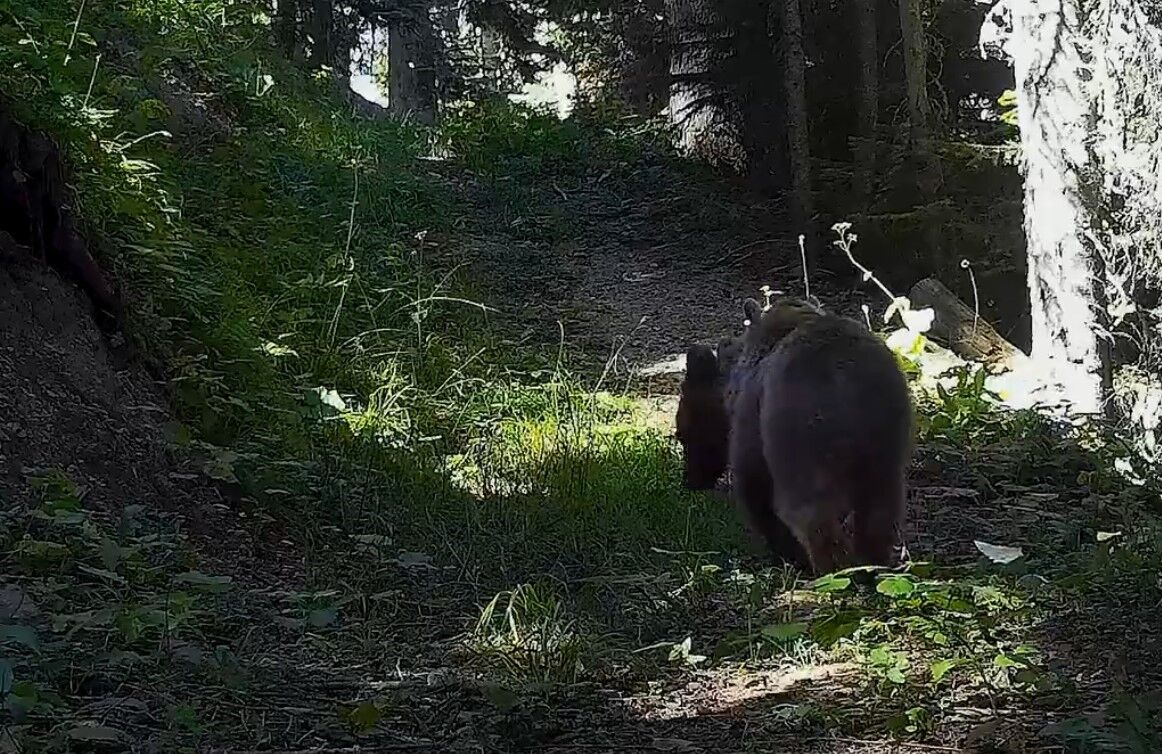 Ilgaz Dağı Yaban Hayatı (2)