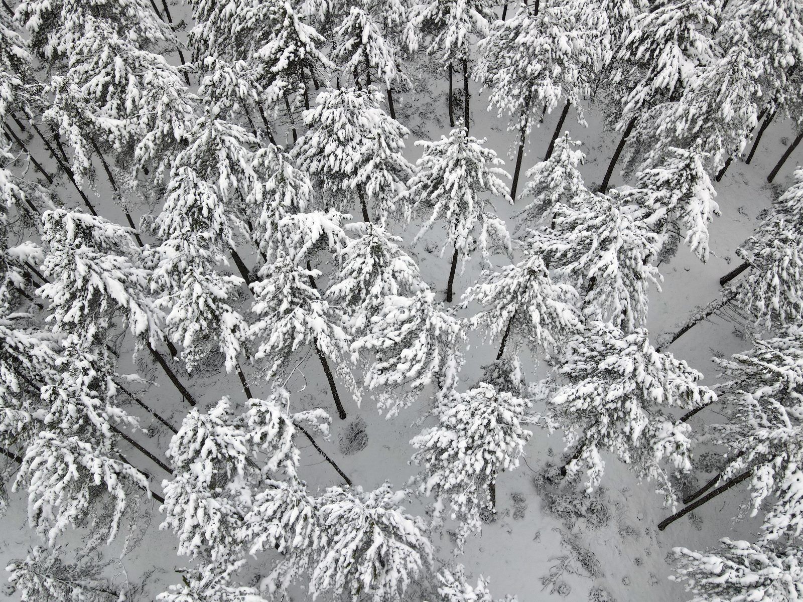 Kastamonu Da Ormanlık Alanlardaki Kar Havadan Goruntulendi (2)