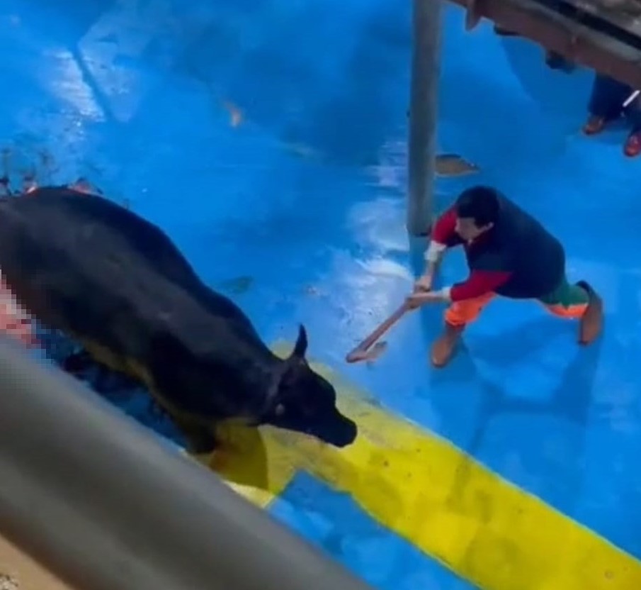 Büyükbaş Hayvana Bıçak Ve Baltayla Eziyet Edildi 5 Gözaltı (1)