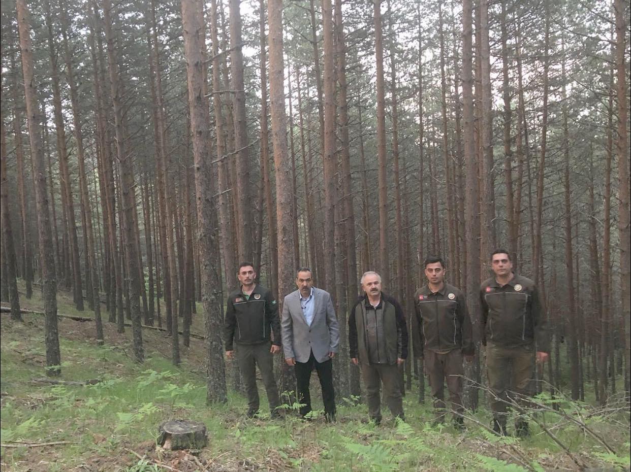 Kastamonu’da 1957 Yılında Yanmıştı 67 Yılda Yeniden Orman Oldu! (2)