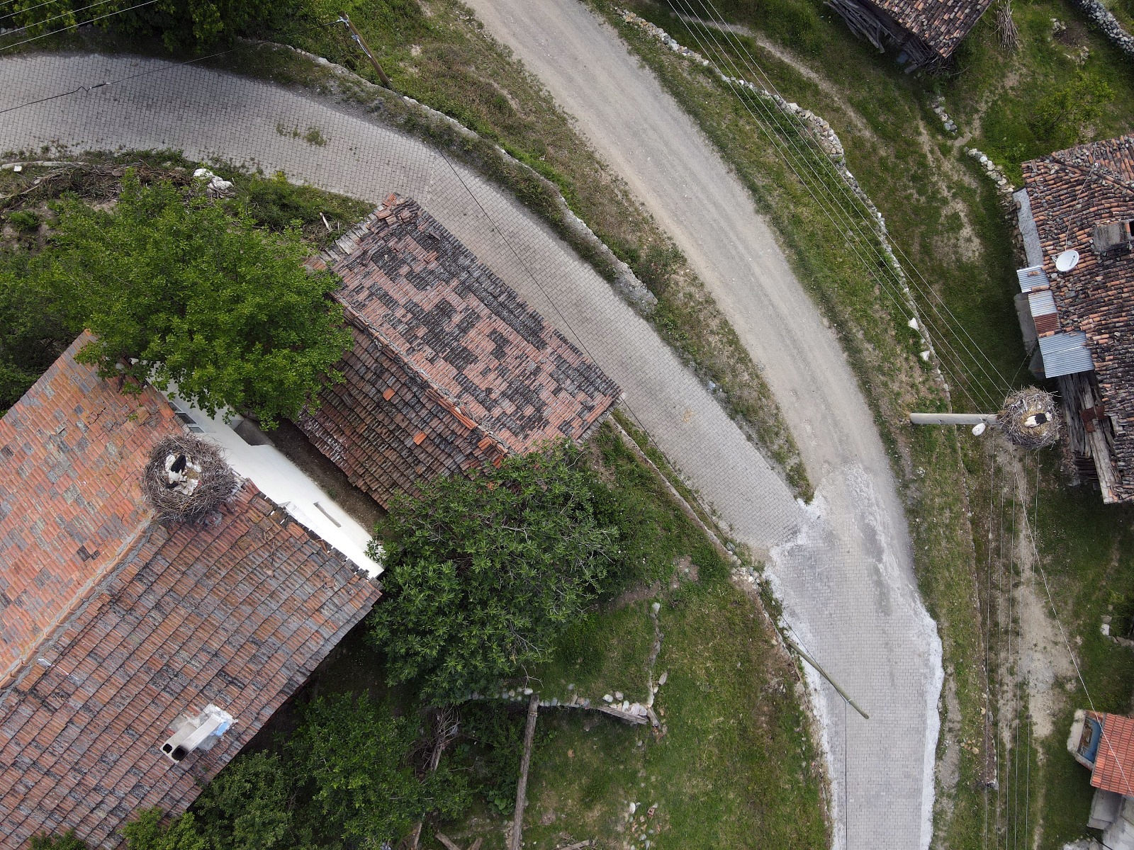 Tosya'nın Celtik Tarlalarının Müdavimleri Baharı Müjdeliyor (2)