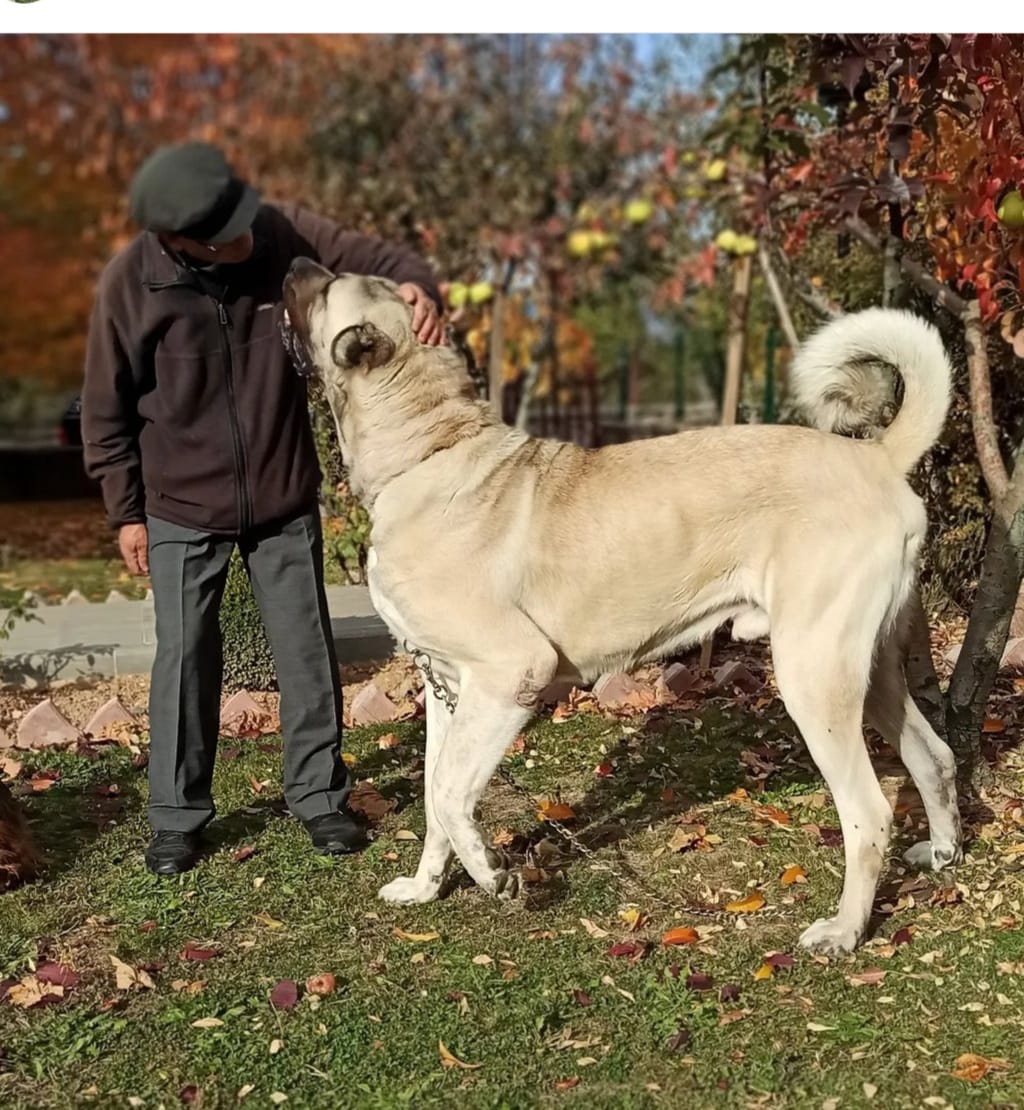 Aksaray Ile Kastamonu Arasındaki Köpek Krizde Yeni Gelişme Yaşandı