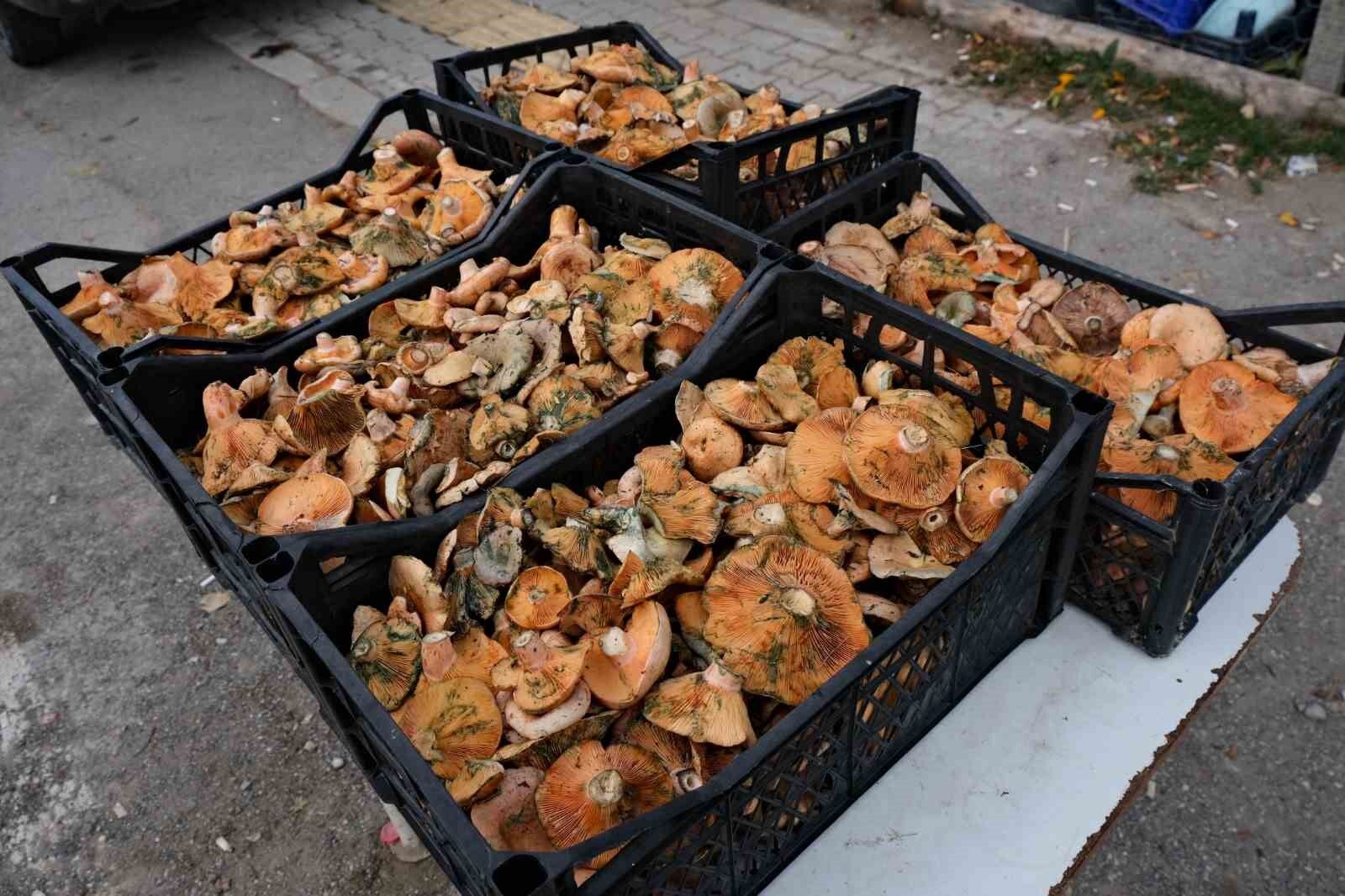 Kastamonu’da kanlıca mantarının fiyatı yarı yarıya düştü