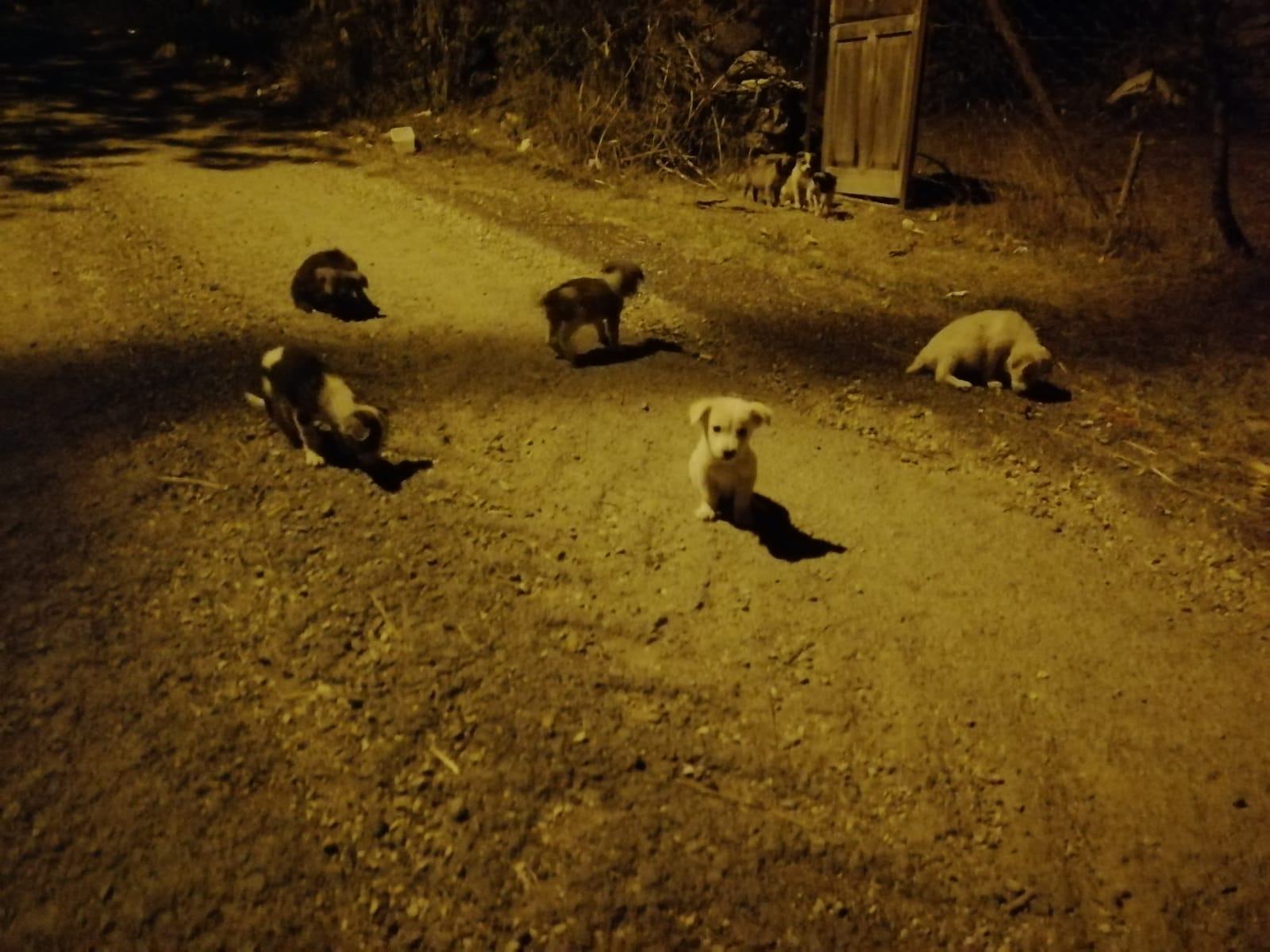 Kastamonu’da Öğrencilerden Yavru Köpekler Için Yardım Çağrısı