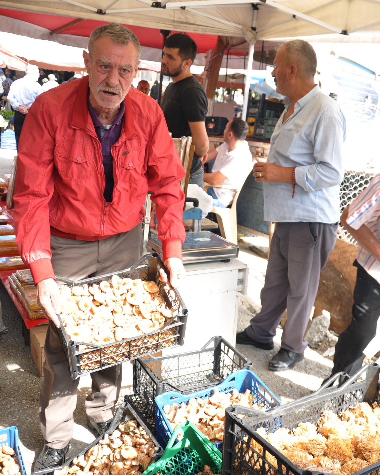 Mantar Gecim Kaynagı Oldu