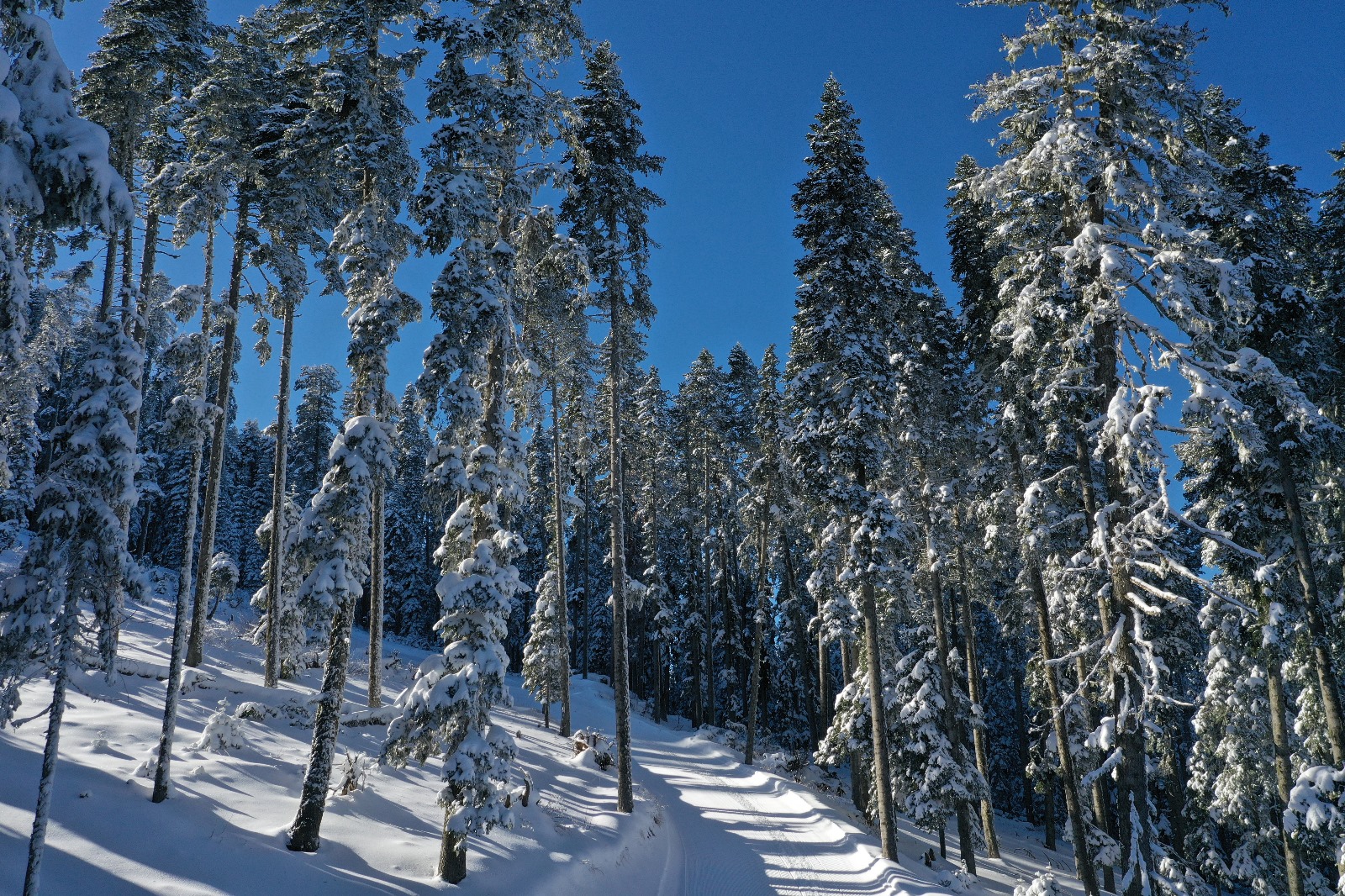 Ilgaz Güneş (3)