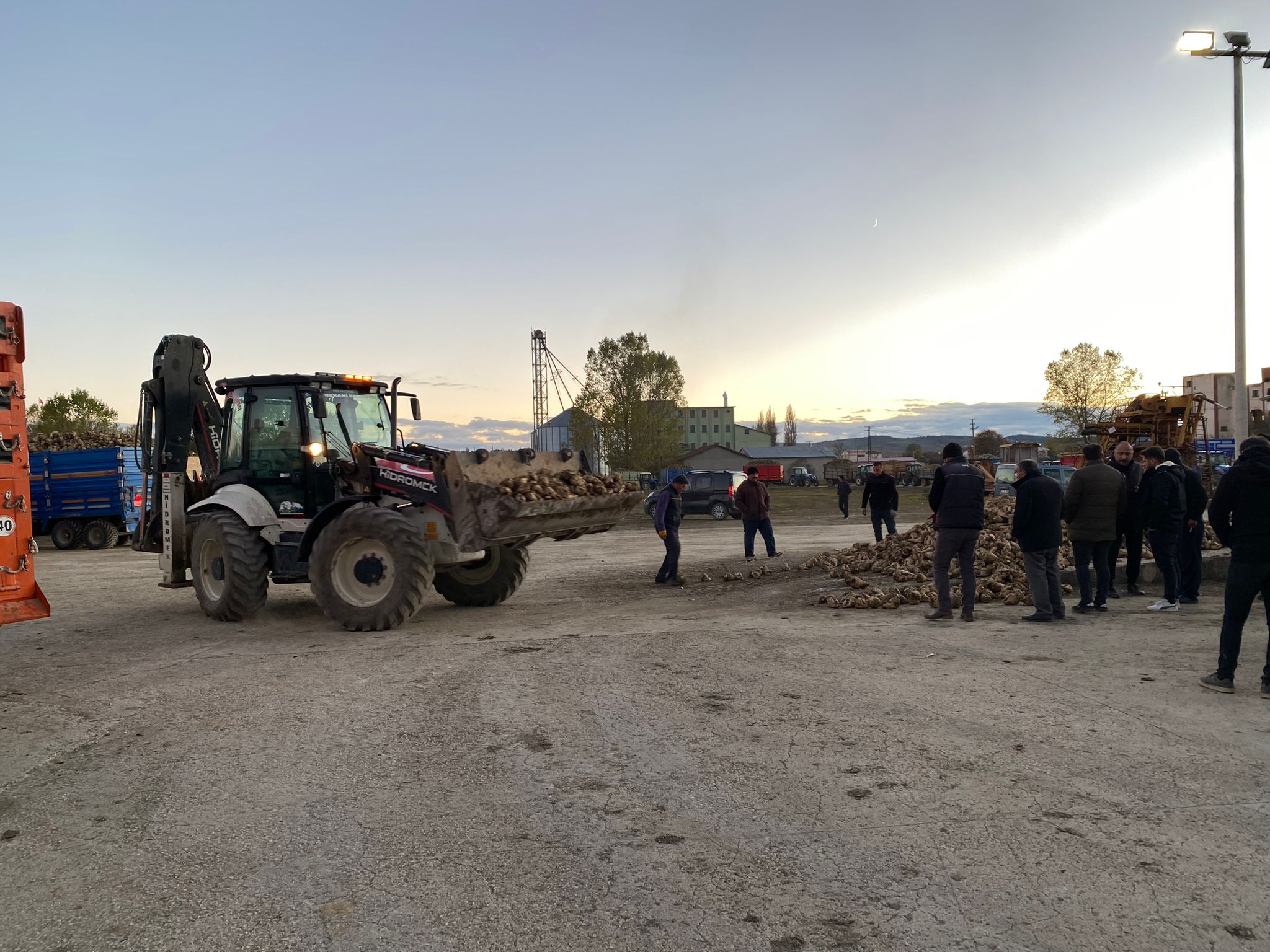 Kastamonu Devrekani Şeker Pancarı