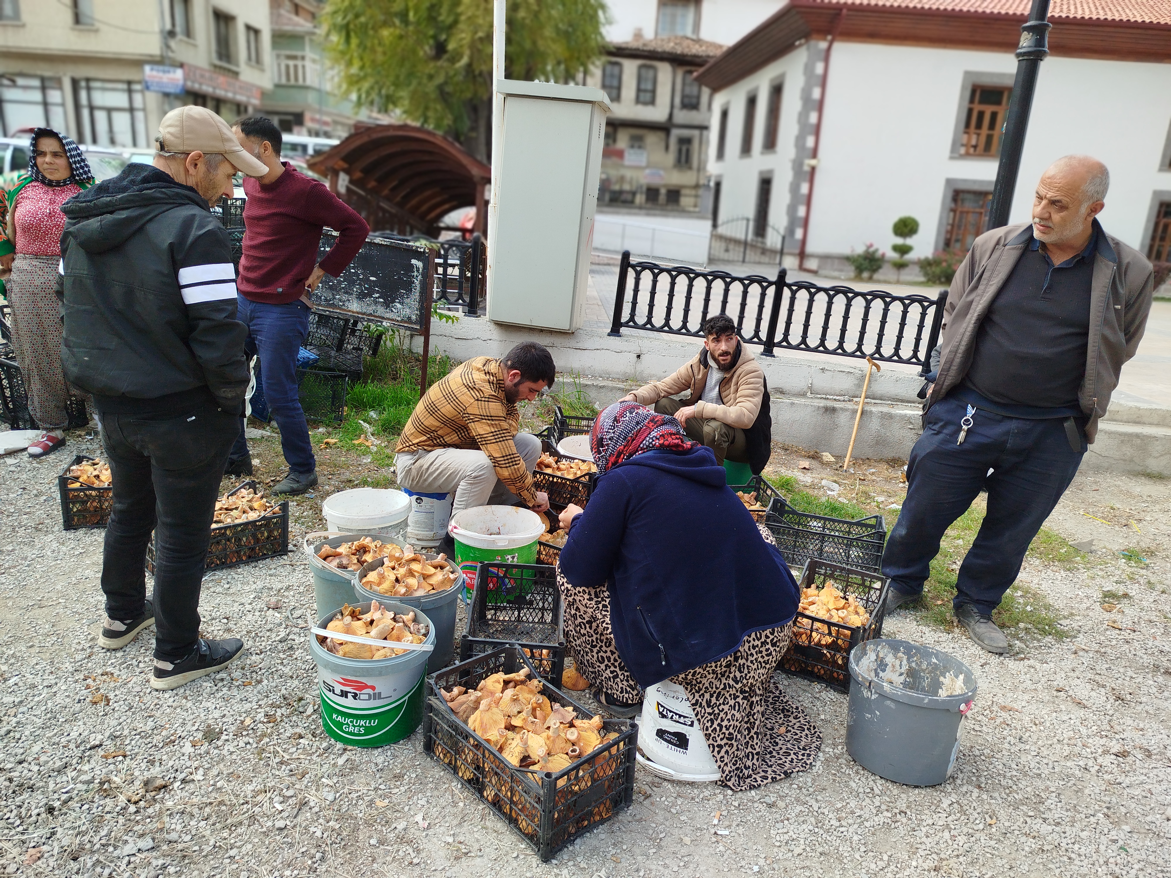 Kastamonu Ve Sinop’un Lezzetli Mantarları Türkiye’yi Sarıyor (1)