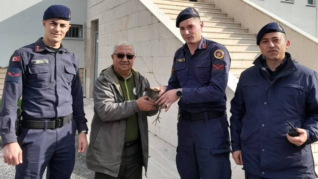 Kastamonu’da Tedavileri Tamamlanan Yaban Hayvanları Doğaya Salındı (3)