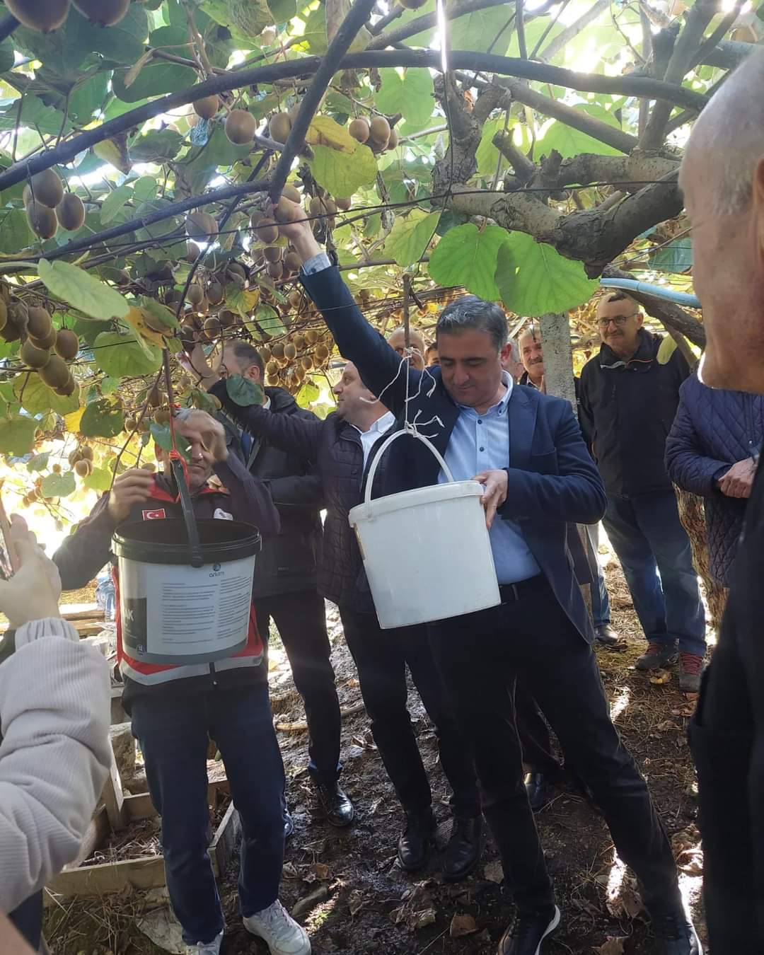 Kivi Hasadı Çatalzeytin (1)