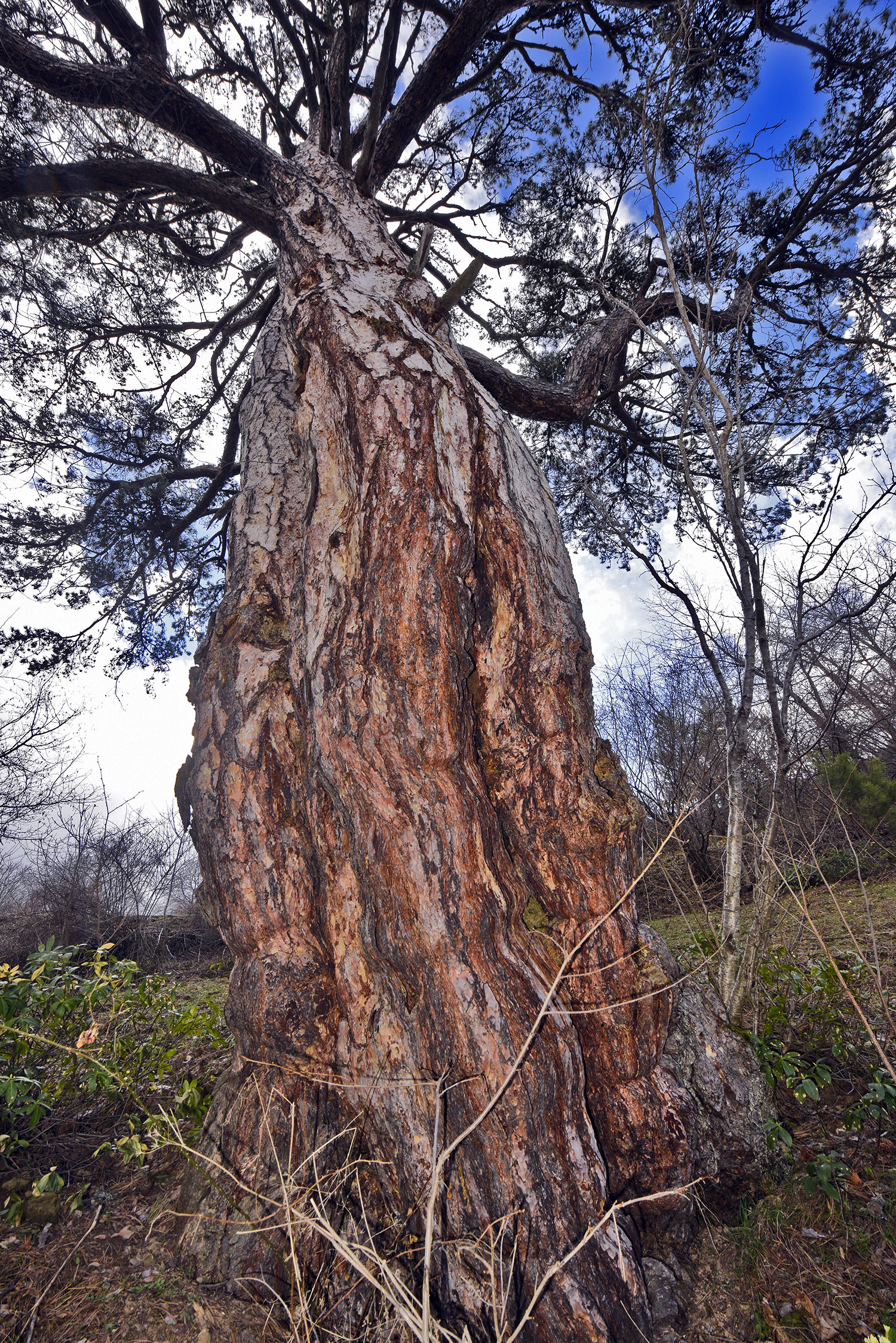 Cebrai̇l Keleş Köşe (6)-13