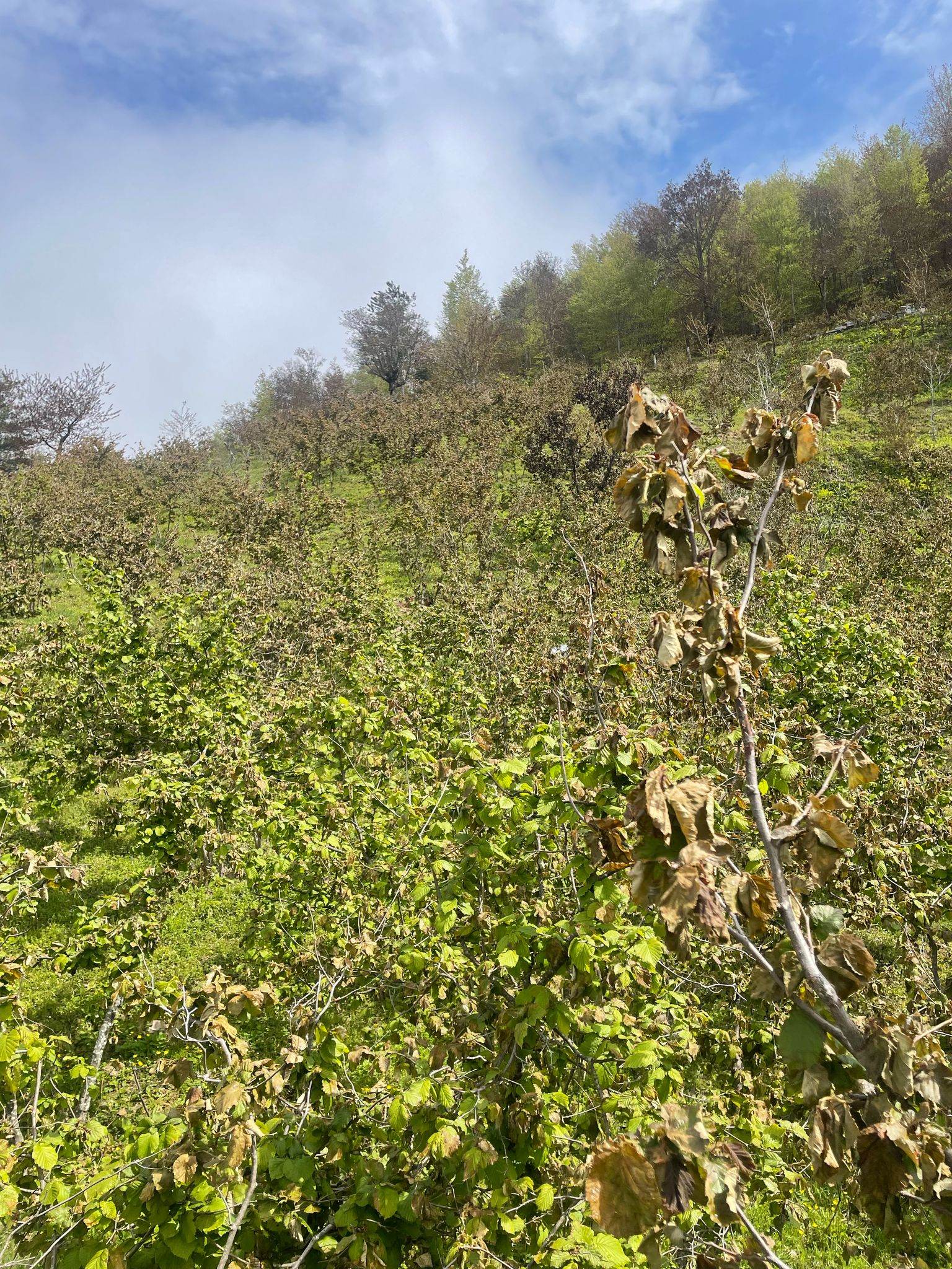 Findükta Kayıp Büyük 2