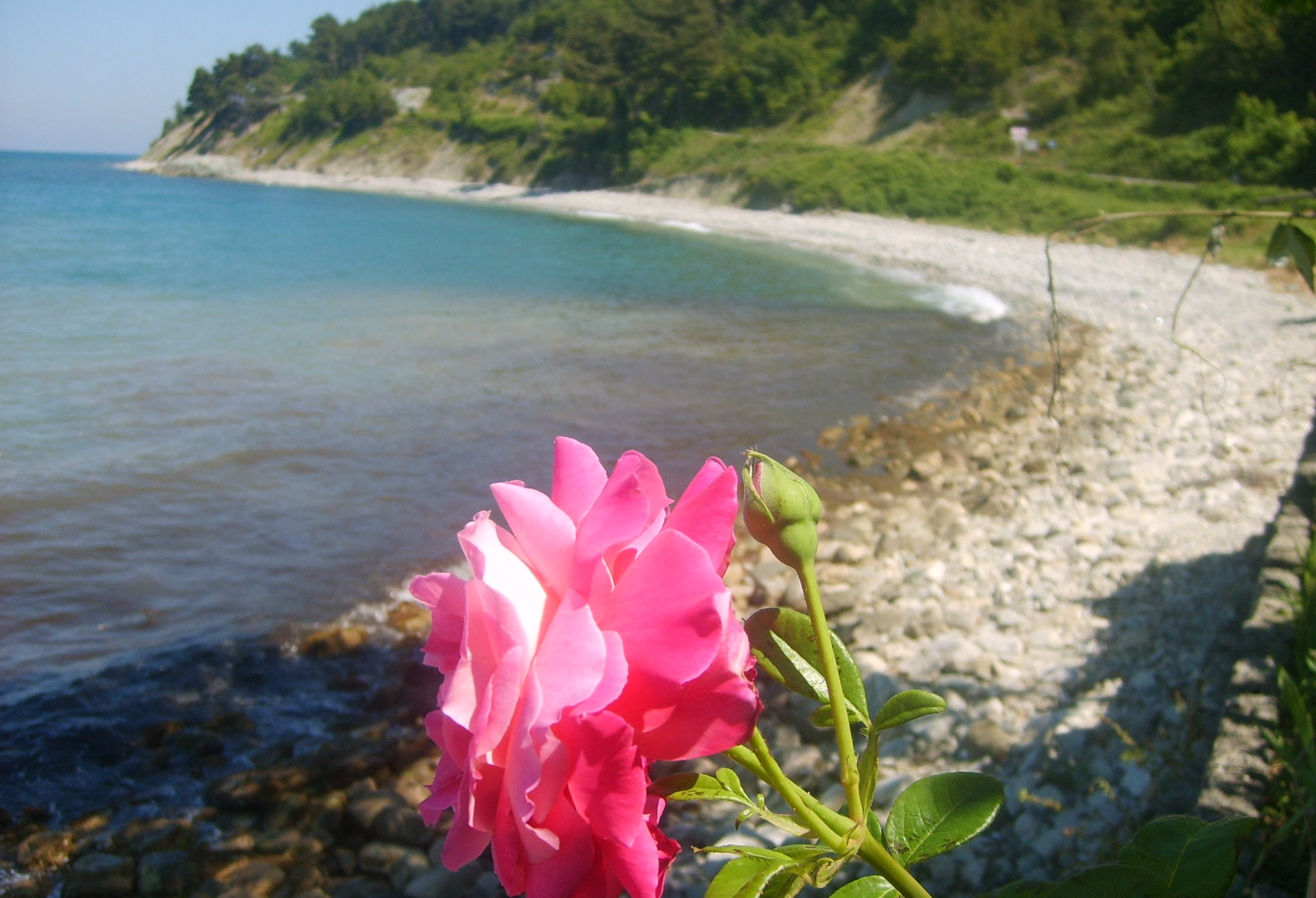 Mine Akçakoca Özgür Köşe (1)