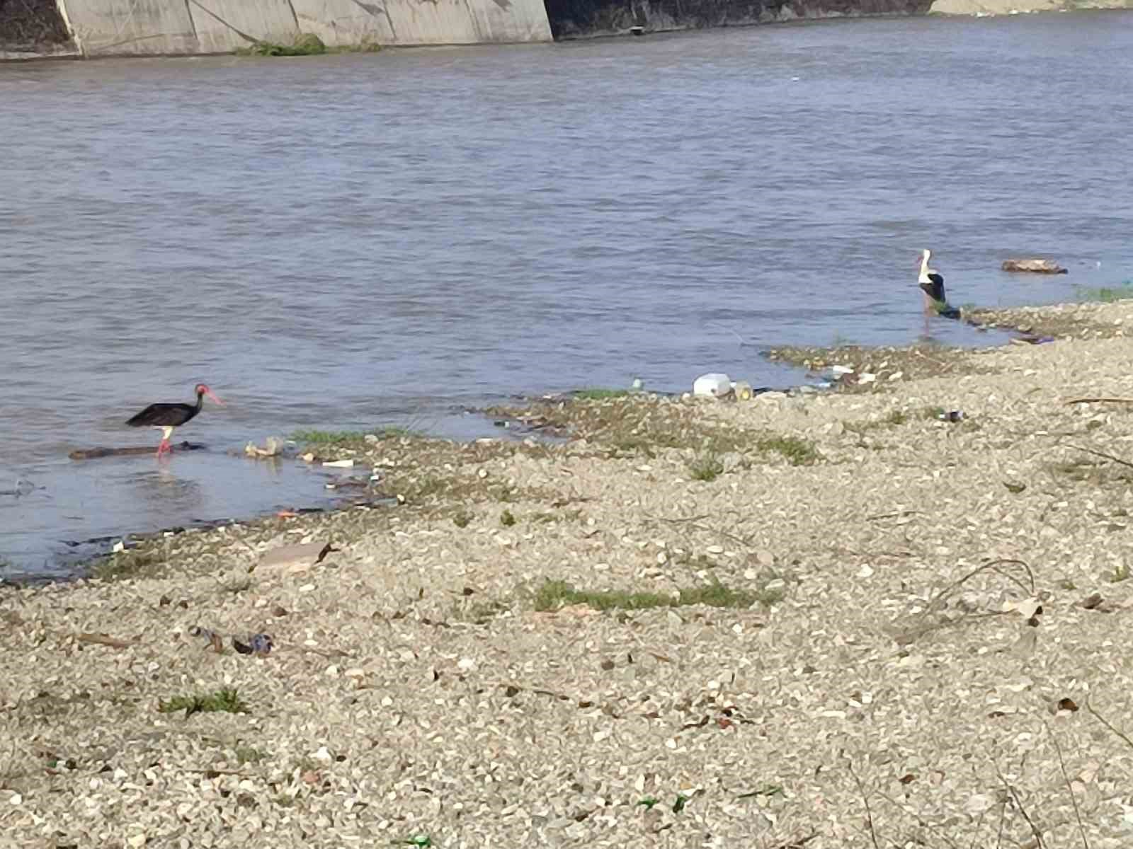 Türkiye’de Nadir Görülüyor! Kastamonu'da Görüntülendi