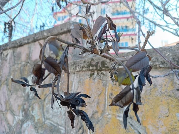 Zirai Don (1)