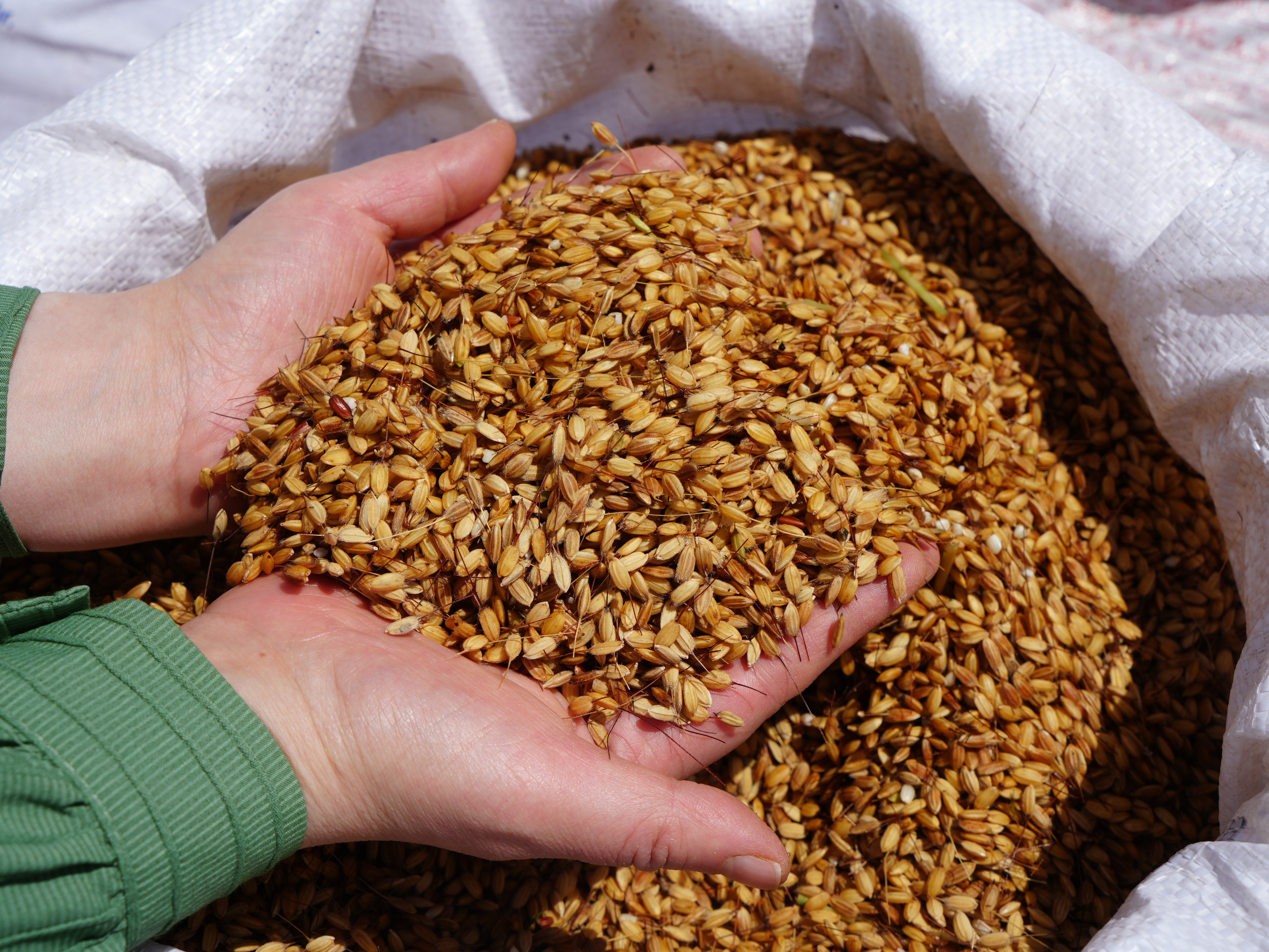 Çiftçi Diz Boyu Suda Ekim (3)