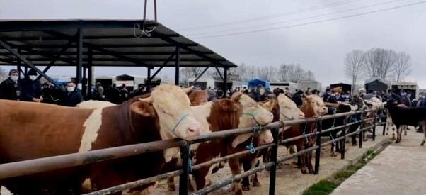 Devrekani’den Kurbanlık Sevkiyatı Başladı… (3)