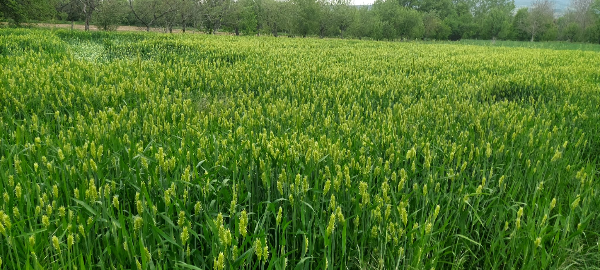 Dünyada Ilk Tescilli ‘Kılçıksız Arpa’ Toprakla Buluştu (1)