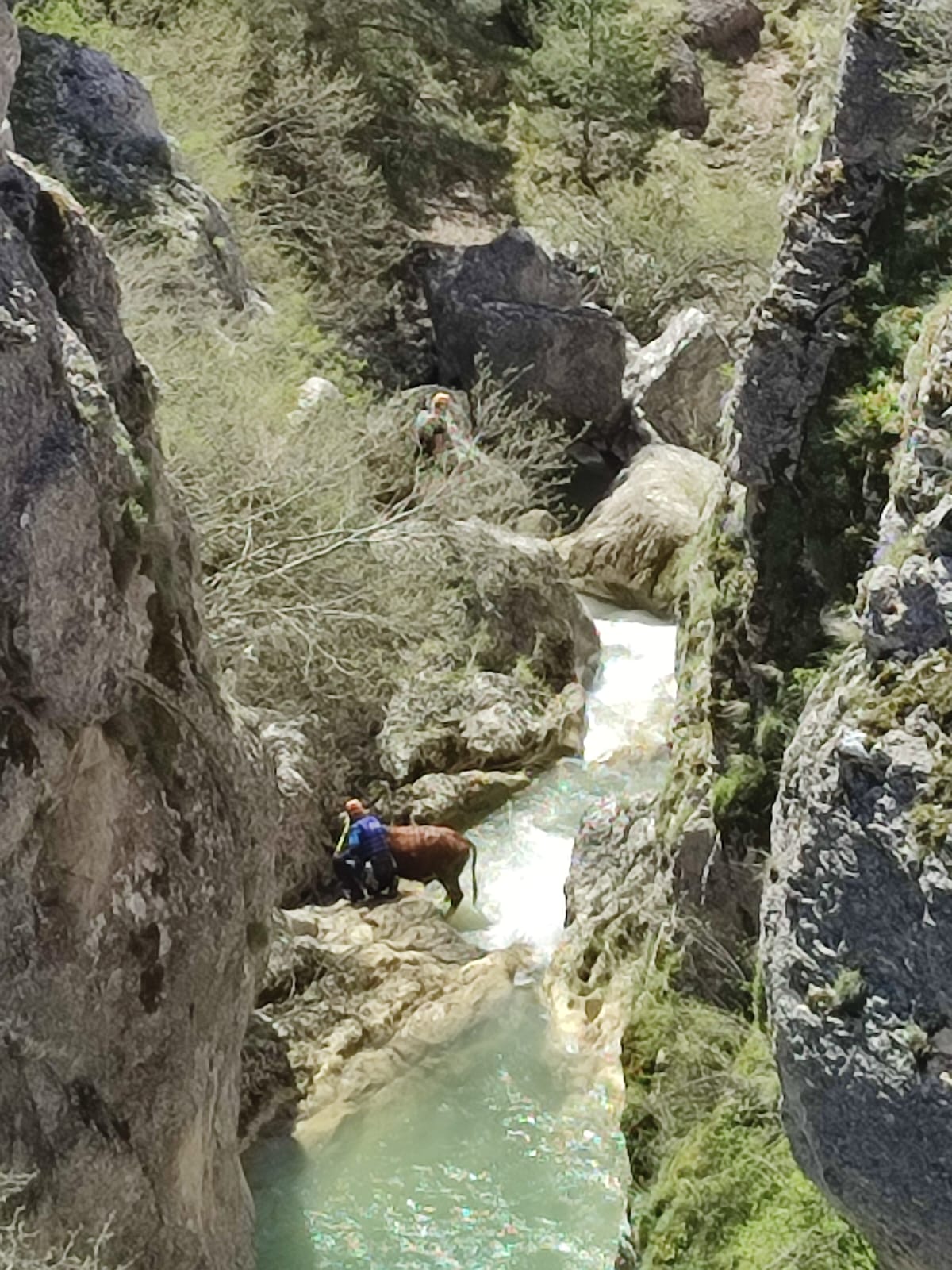 Kastamonu'da Akarsuya Düşen Hayvan Afad Ekiplerince Kurtarıldı (1)