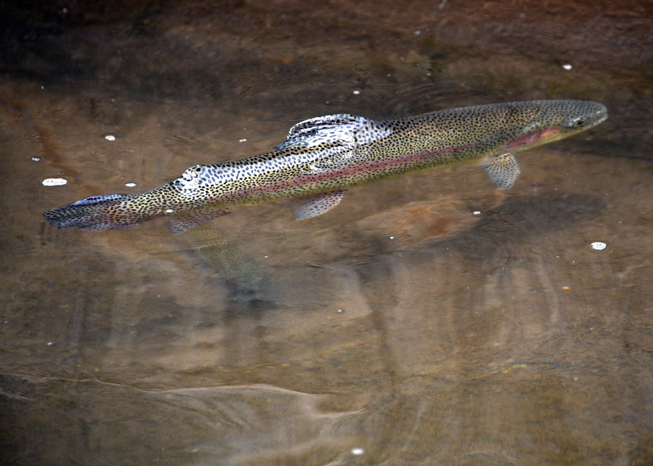 Cebrai̇l Keleş Köşe (4)-14