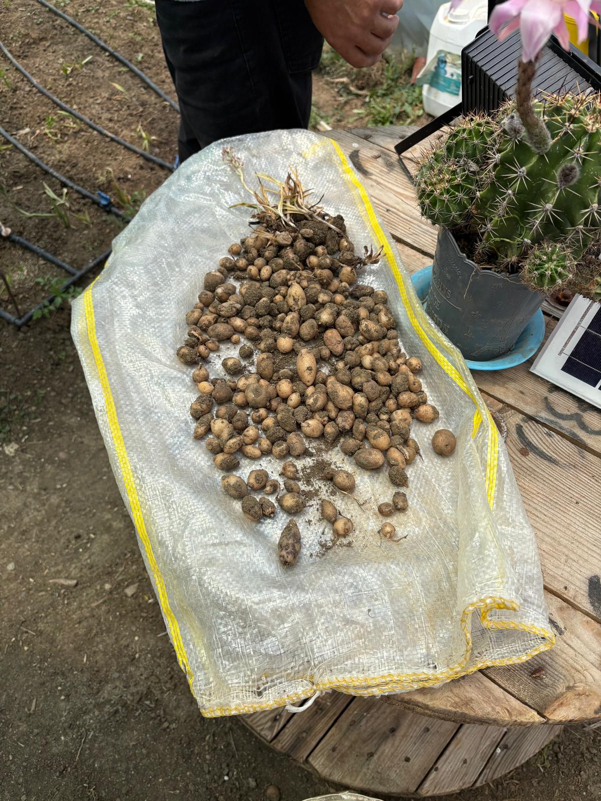 Getirisi Yüksek! Kastamonu’da Hasadı Yapıldı (1)