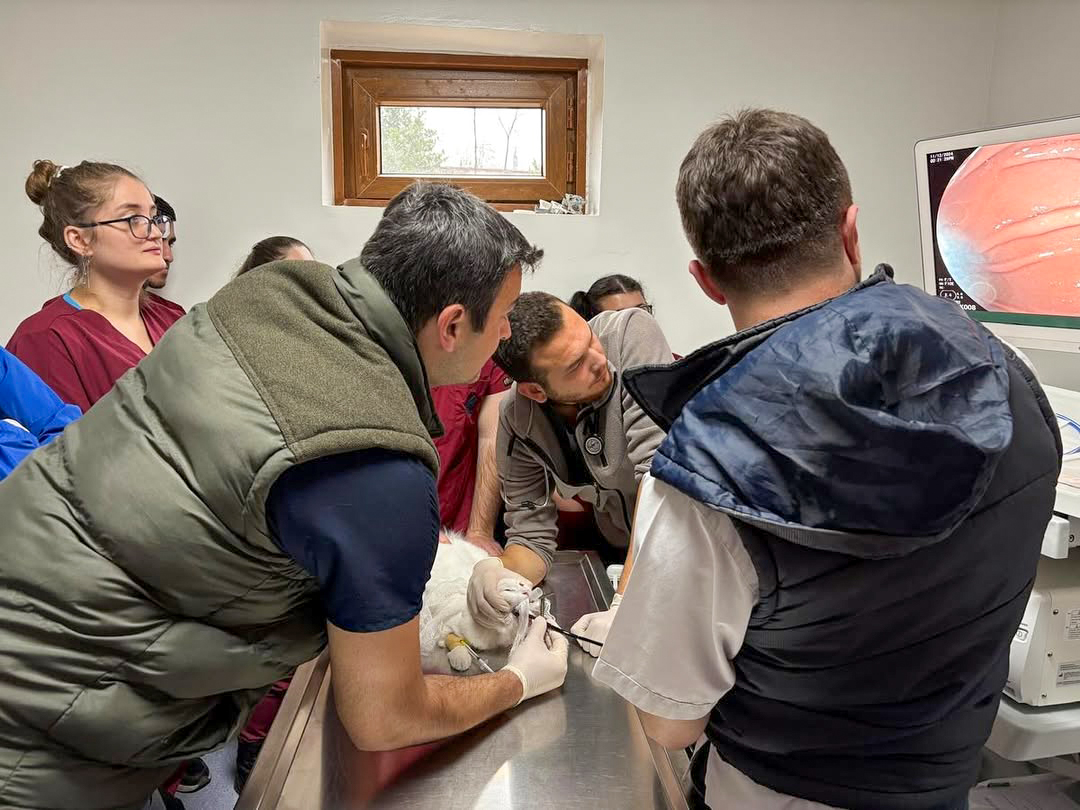 Hayvan Hastanesi̇-1