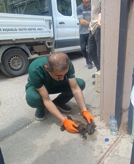 Kastamonu’da Aracın Çarptığı Yavru Kedi, Kalp Masajıyla Hayata Döndü (2)