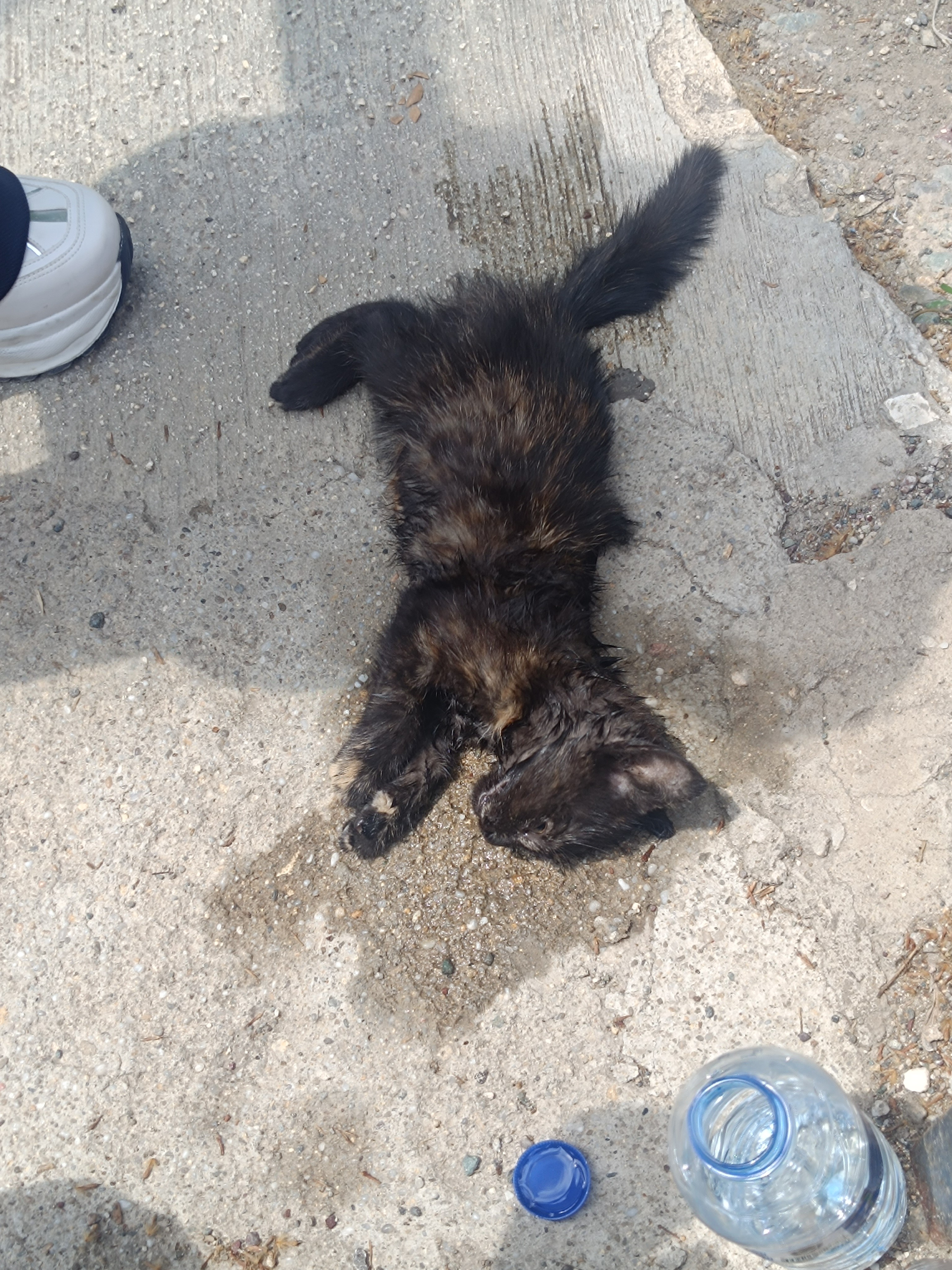 Kastamonu’da Aracın Çarptığı Yavru Kedi, Kalp Masajıyla Hayata Döndü (3)