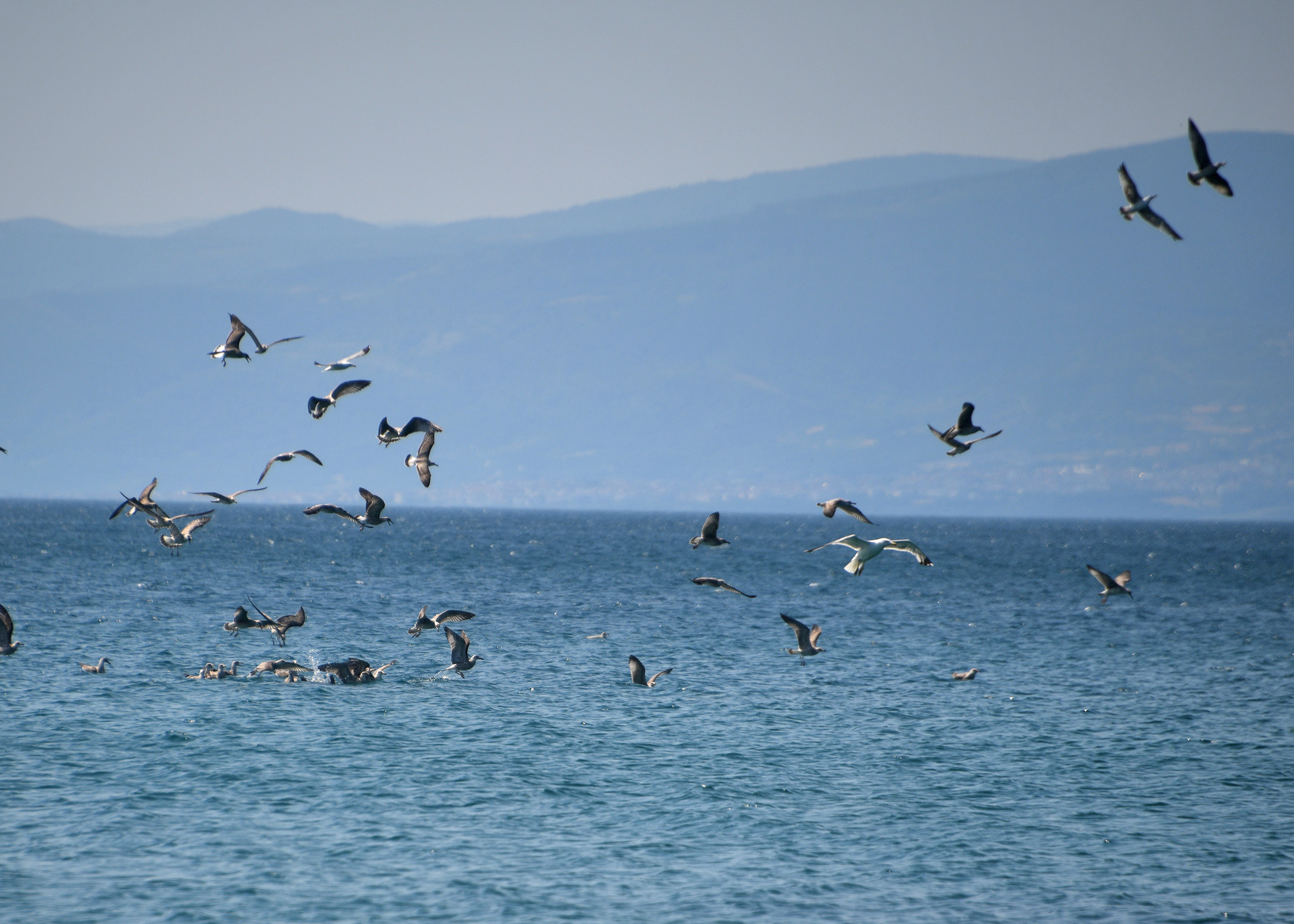 Cebrai̇l Keleş Köşe (5)-12