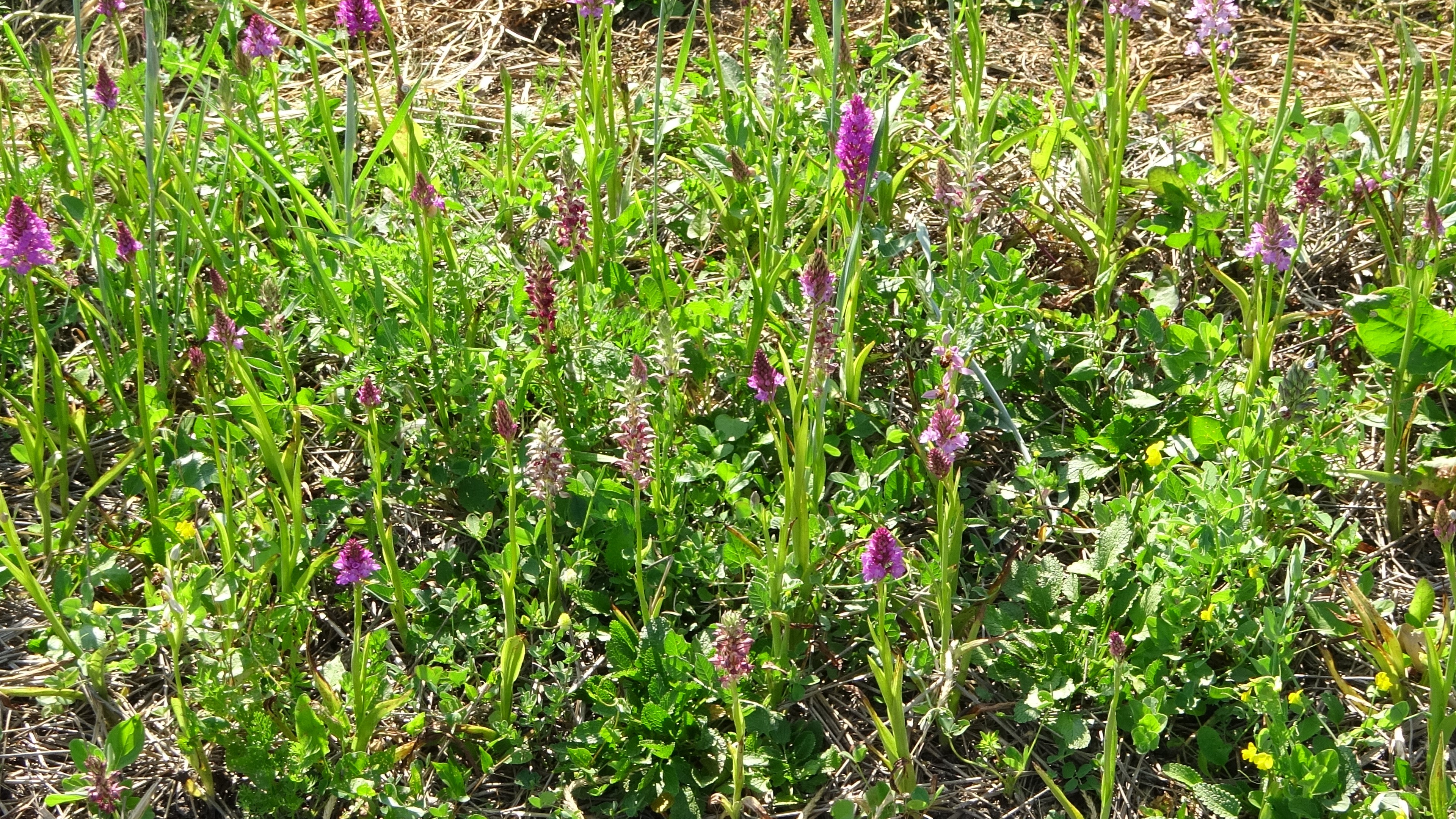Doğada Toplanması Yasak Kastamonu'da Ise Hasadı Sürüyor (1)