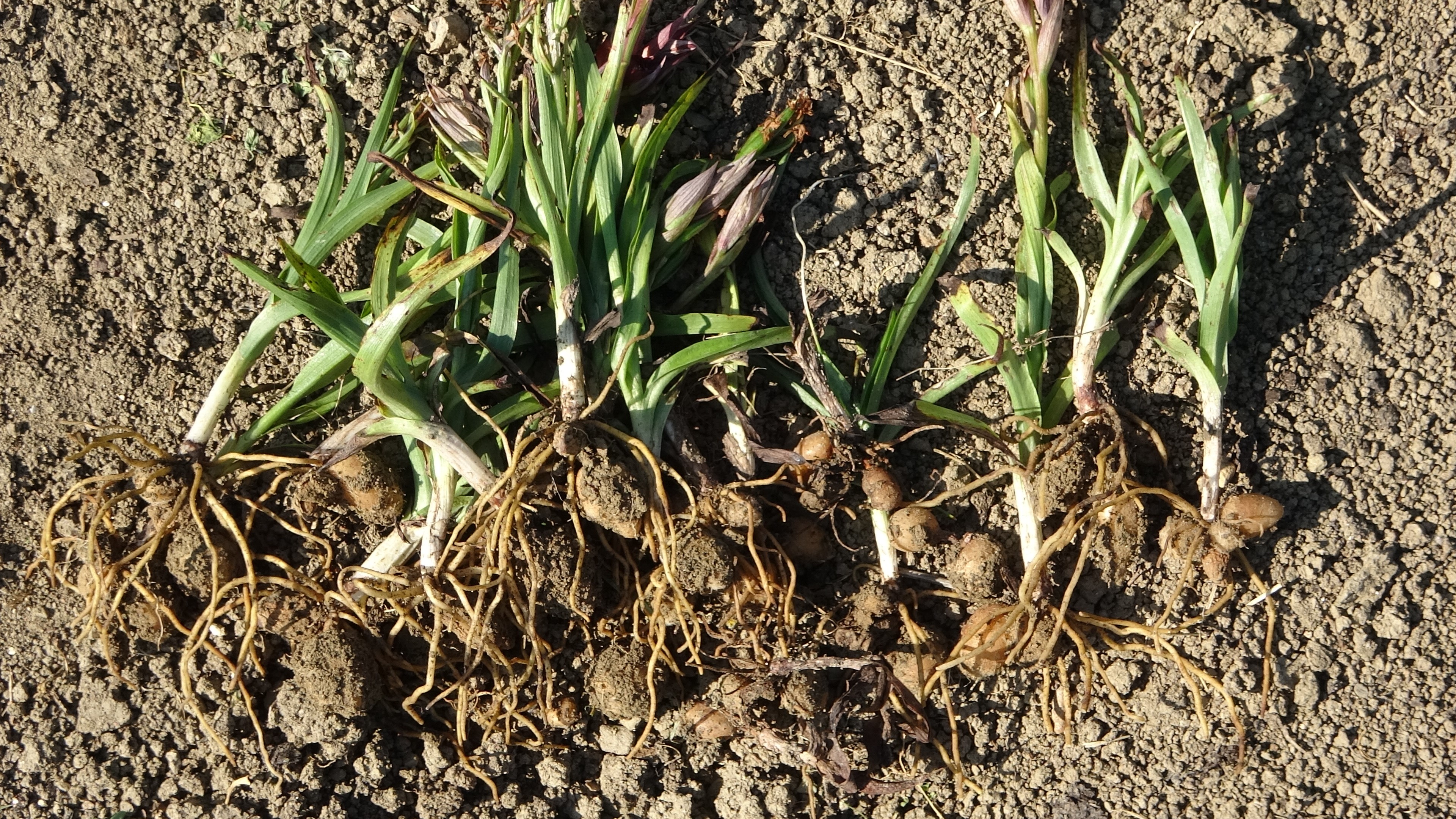 Doğada Toplanması Yasak Kastamonu'da Ise Hasadı Sürüyor (3)