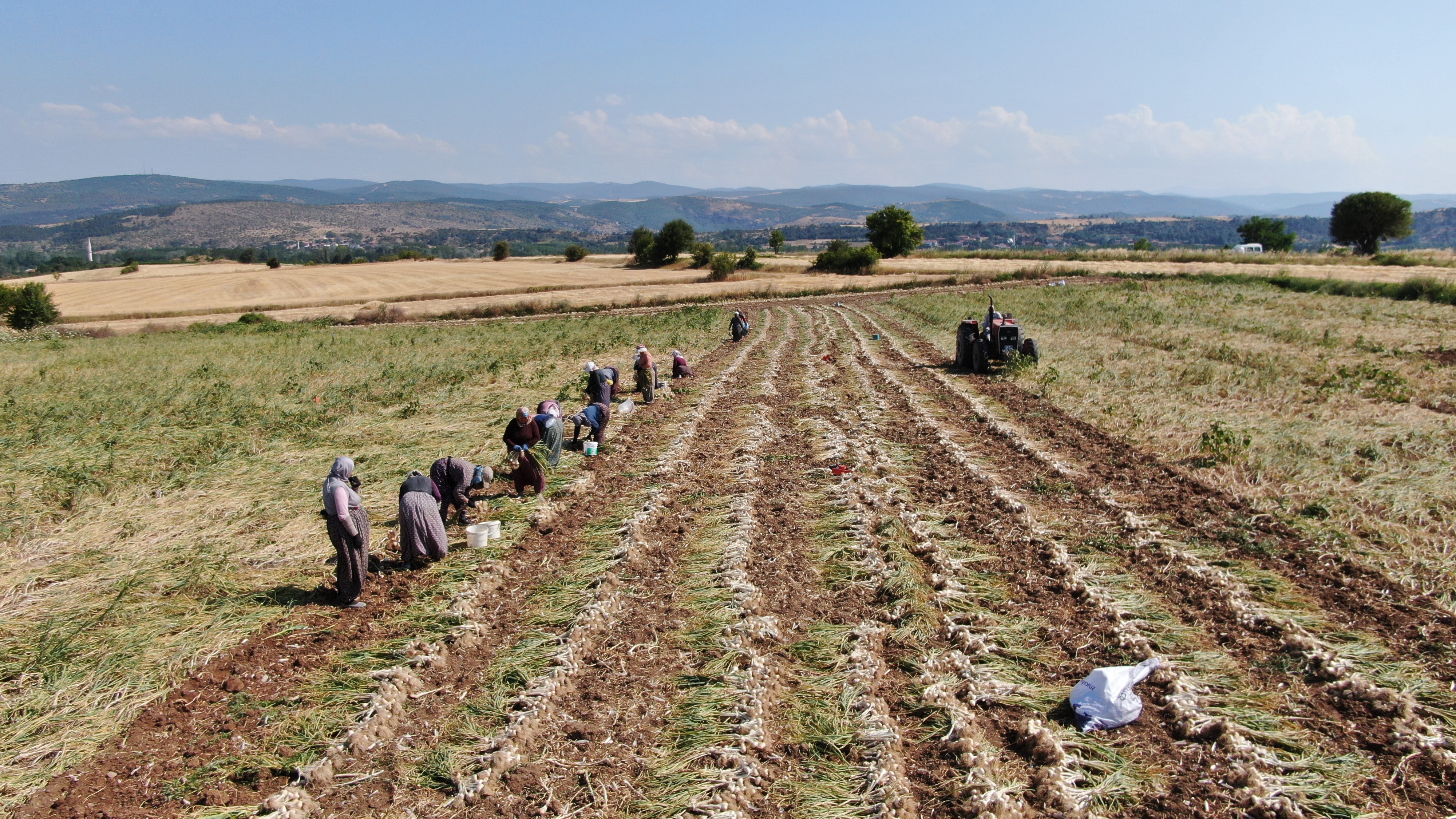 Kastamonu Kadının Kavurucu Sıcakta Zorlu Mesaisi (2)