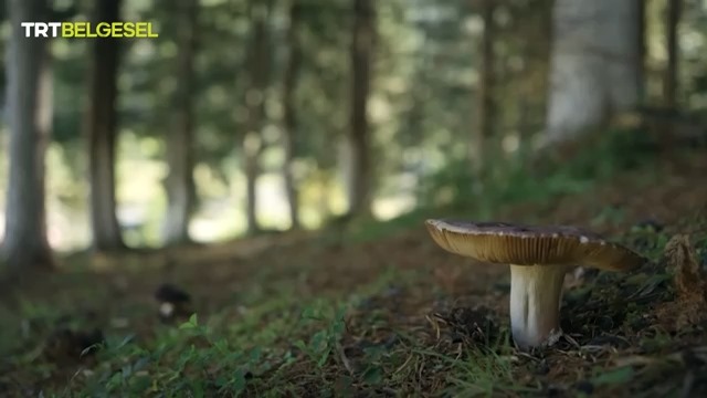 Kastamonu Mantar (2)-1