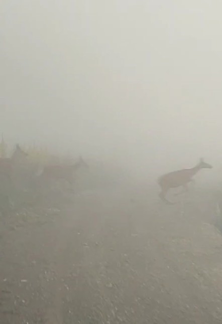 Kastamonu Yaban Hayatı (2)