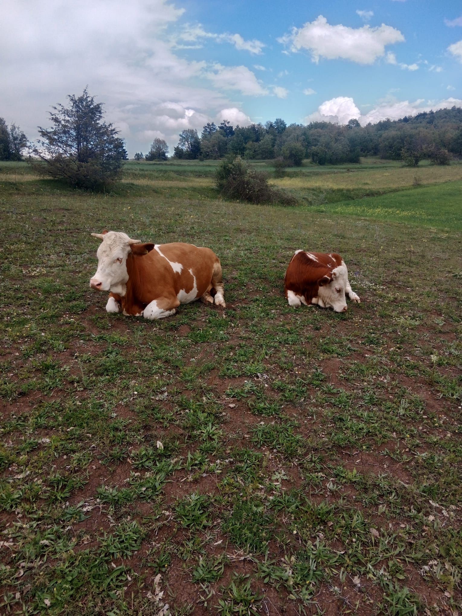 Kastamonu’da Kayıp Hayvanlar Dronla Aranıyor (3)