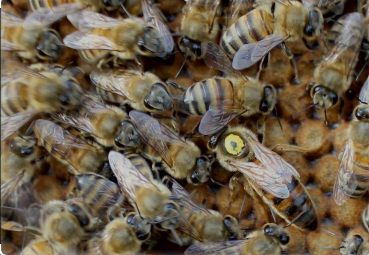 Mustafa Afacan Köşe (1) (20)