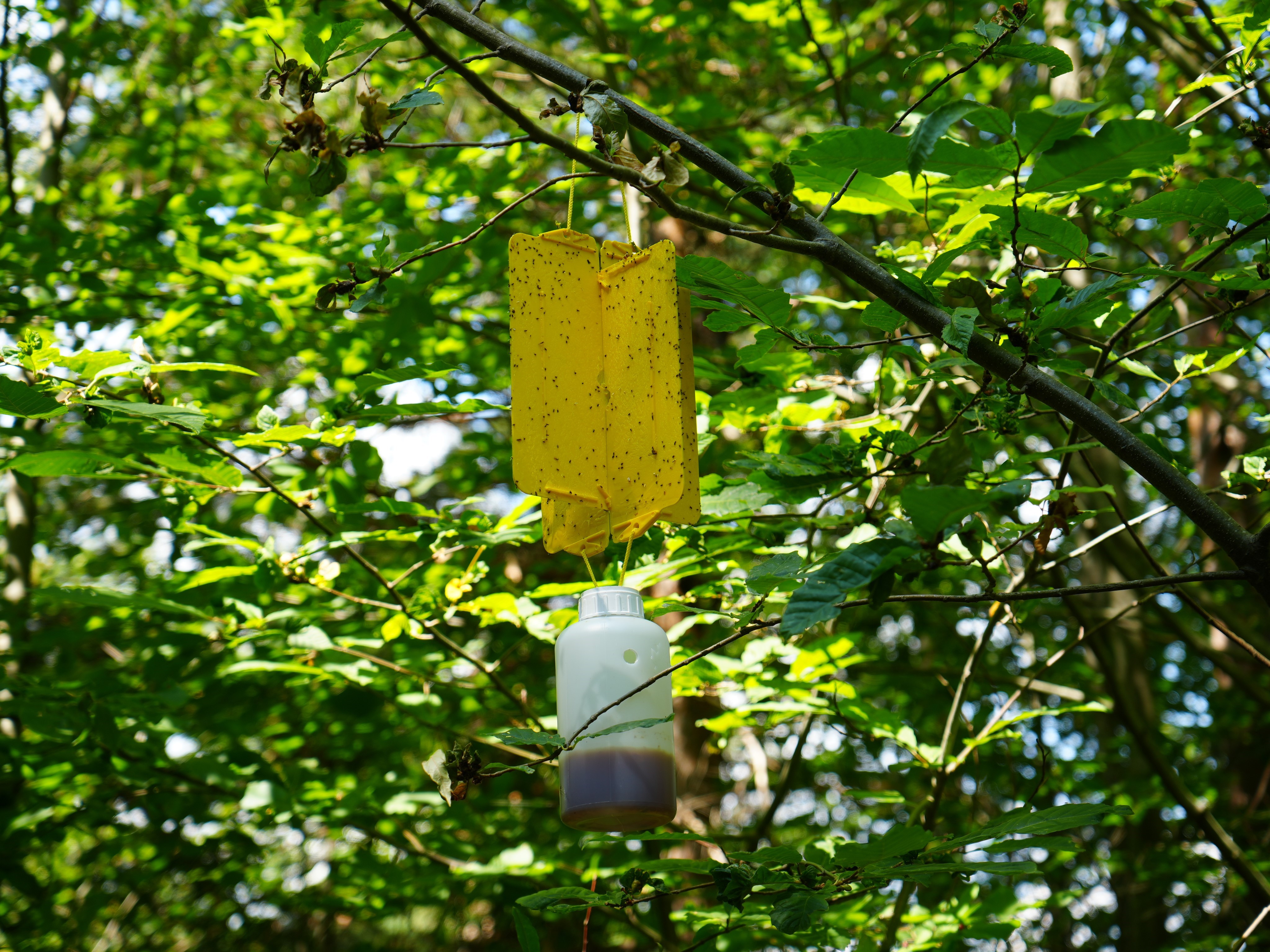 Kastamonu'da 100 Ton Üretildi, Kilosu 2.500 Tl'yi Geçecek!2