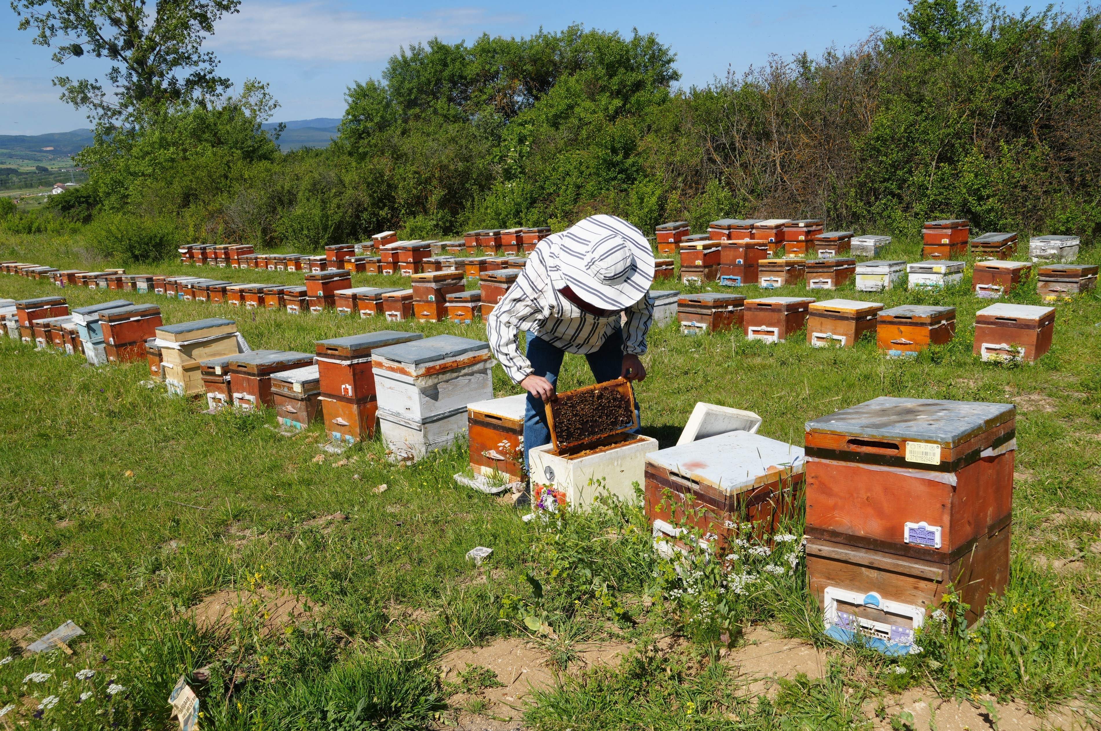 Kastamonu'da 100 Ton Üretildi, Kilosu 2.500 Tl'yi Geçecek!3