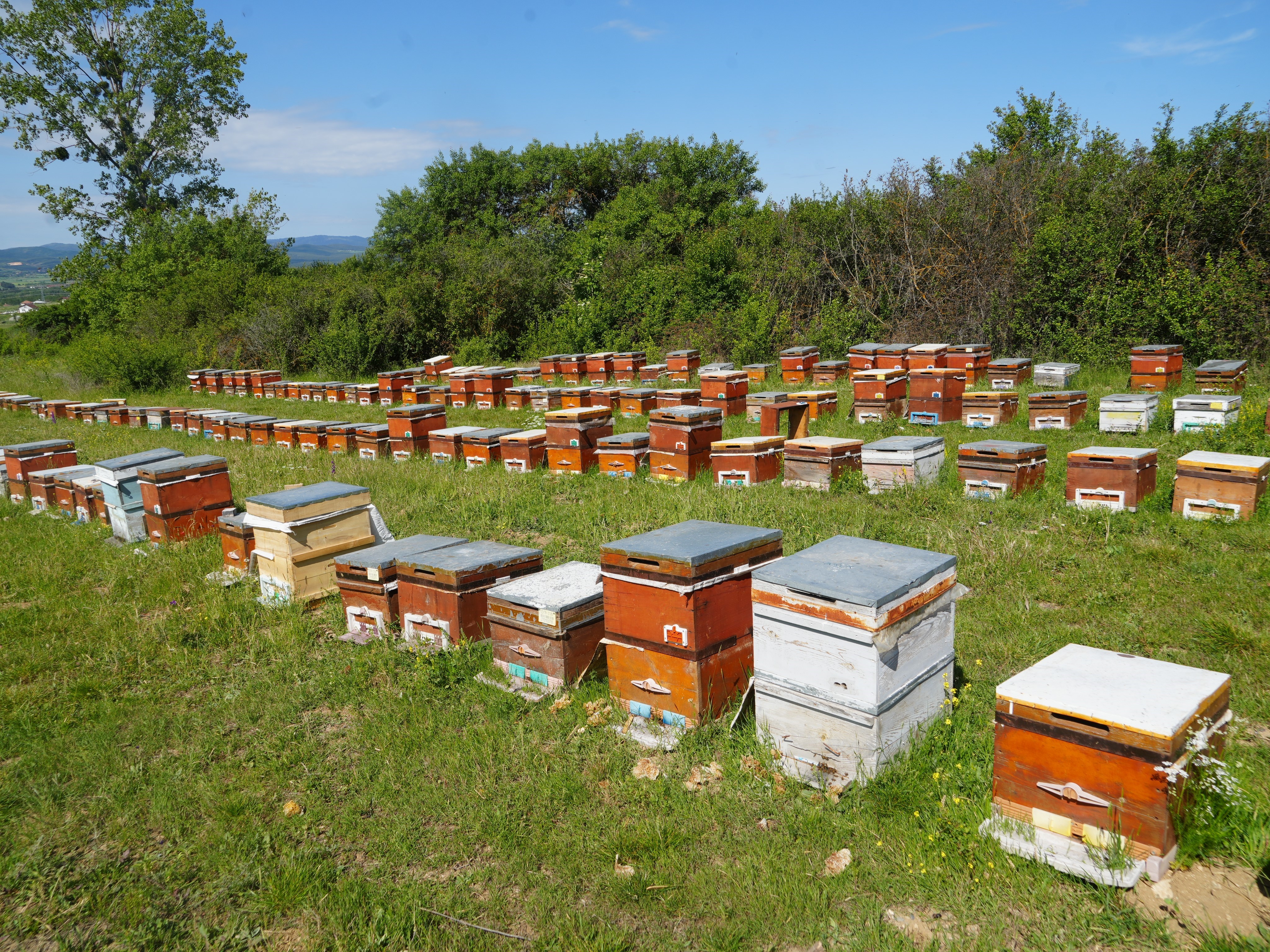 Kastamonu'da 100 Ton Üretildi, Kilosu 2.500 Tl'yi Geçecek!4