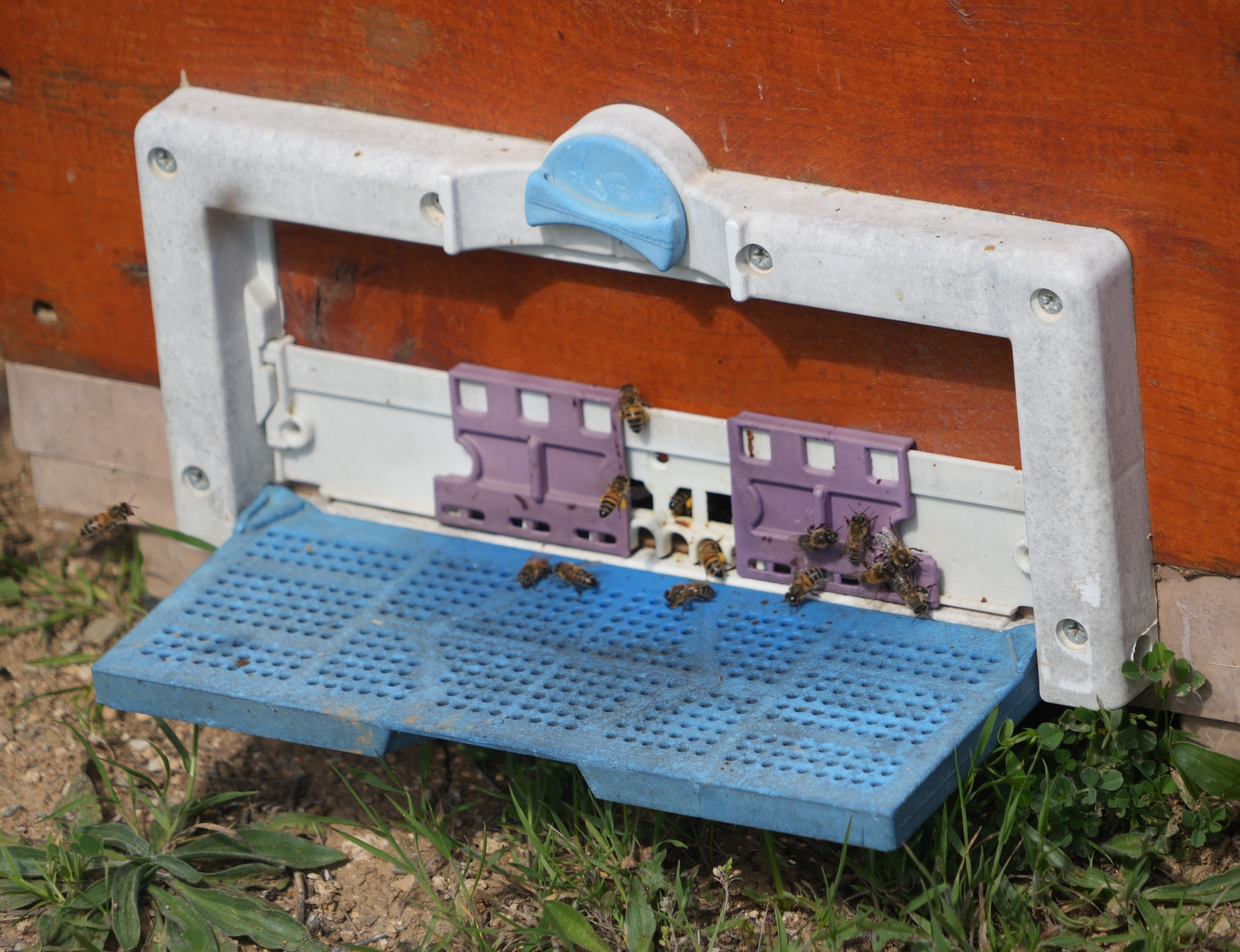 Kastamonu'da 100 Ton Üretildi, Kilosu 2.500 Tl'yi Geçecek!5