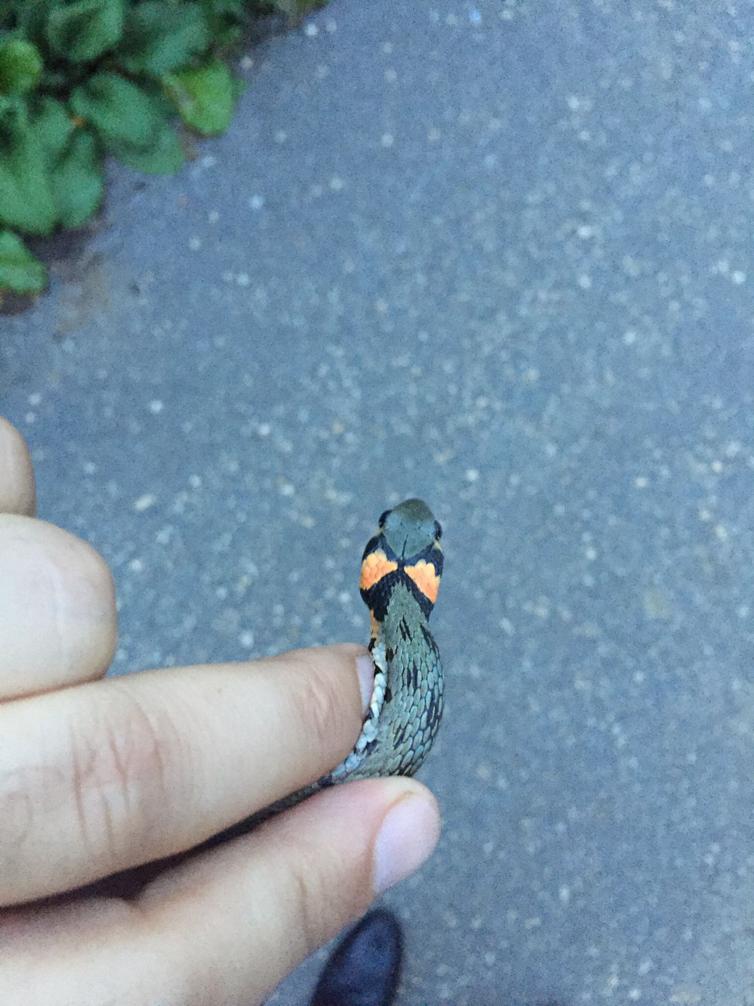 3Ae1Aab9 Fd46 4949 Bc0C 8841873Aa121