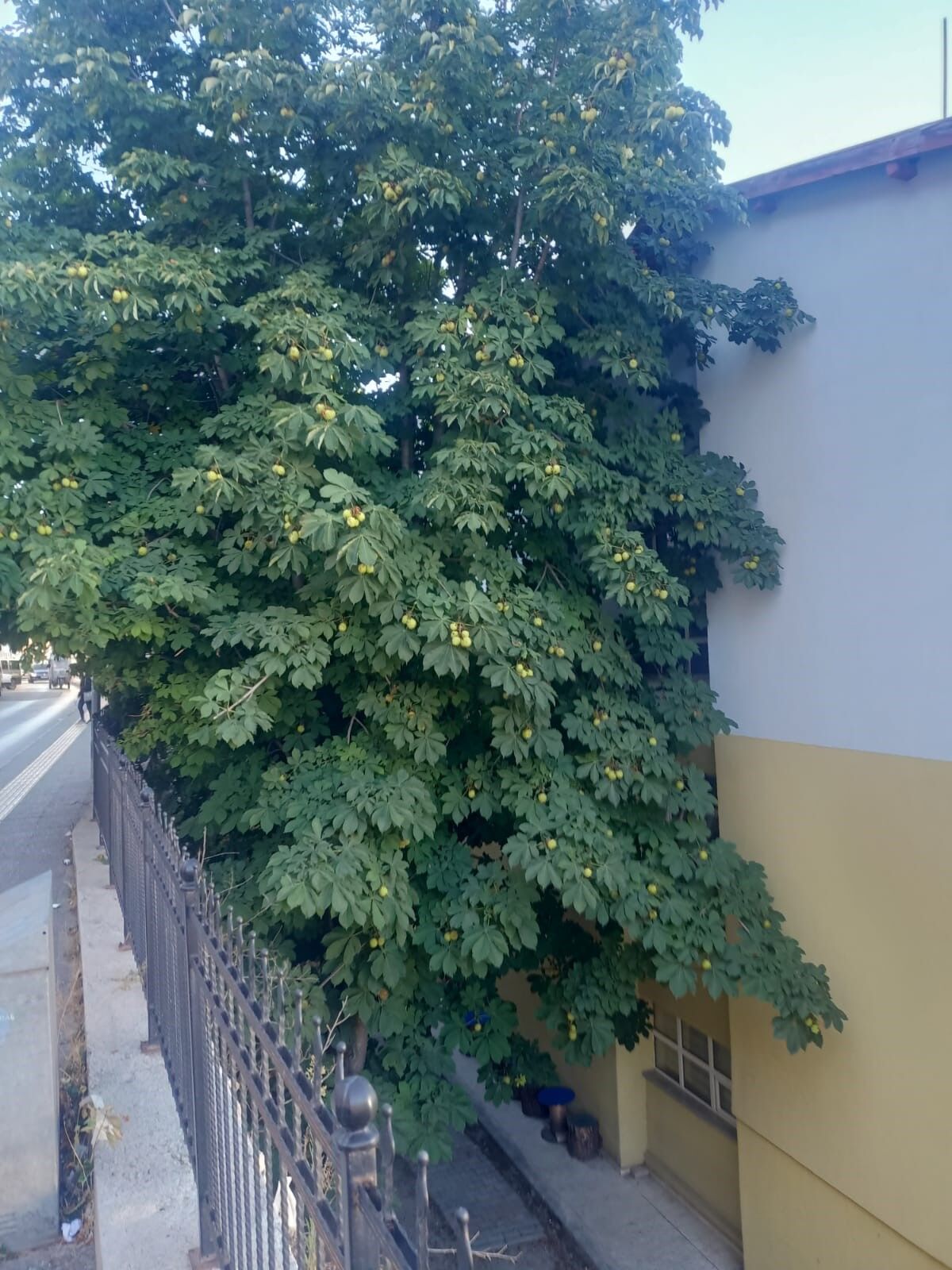 Afacan Köşe (5) (13)