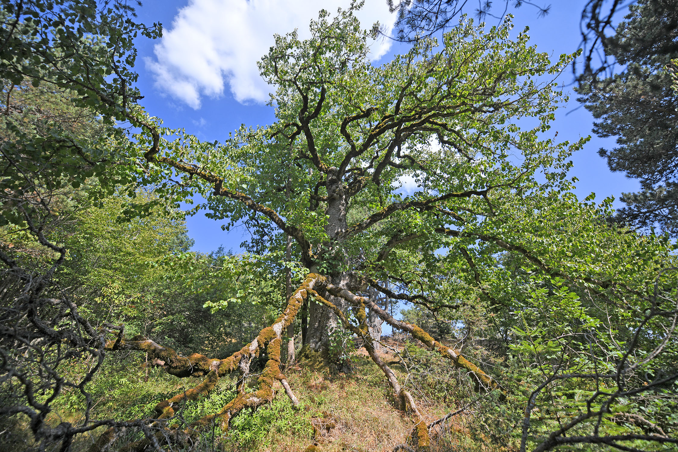 Cebrai̇l Keleş Köşe (10)-17