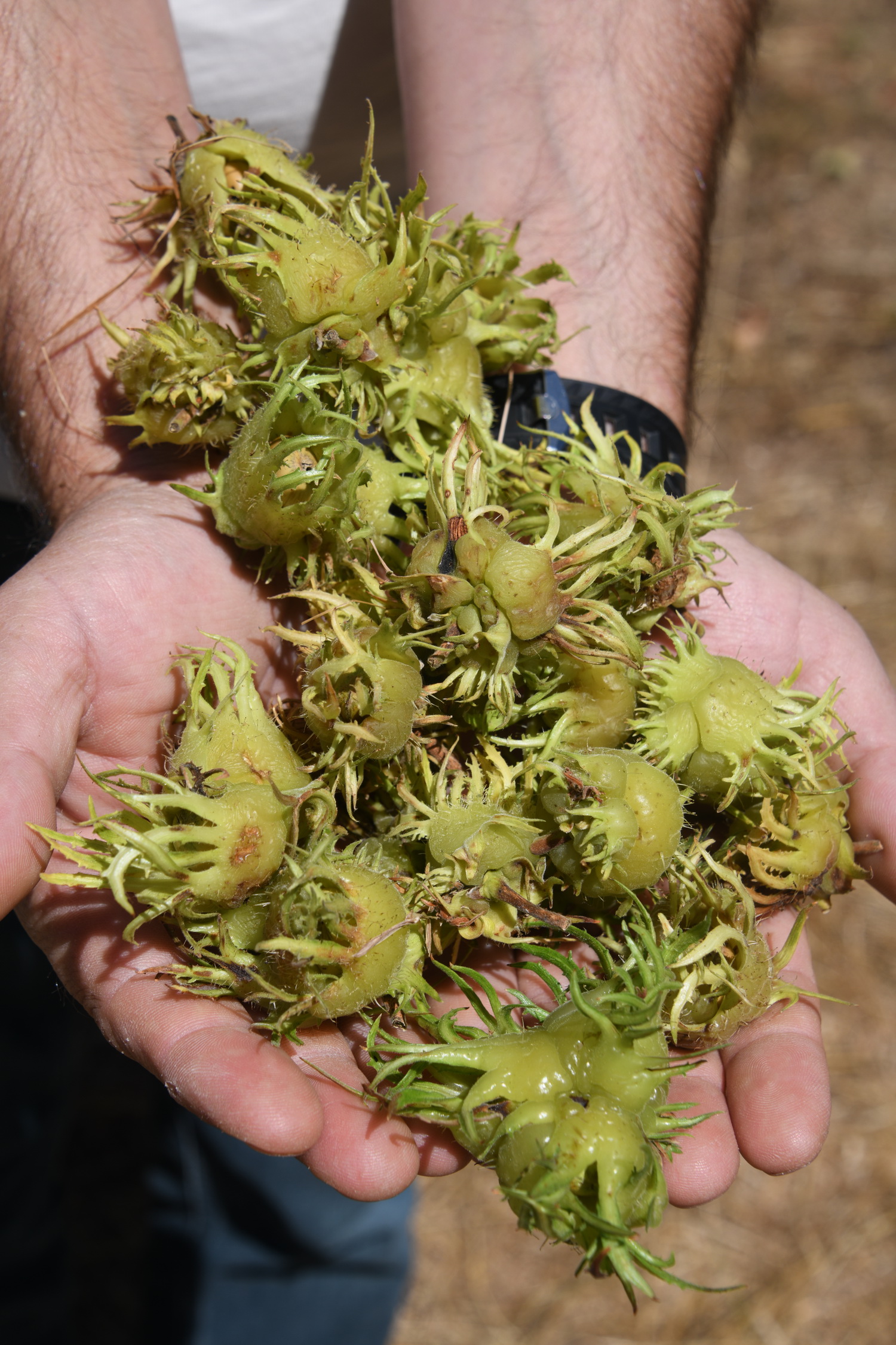 Cebrai̇l Keleş Köşe (2)-23