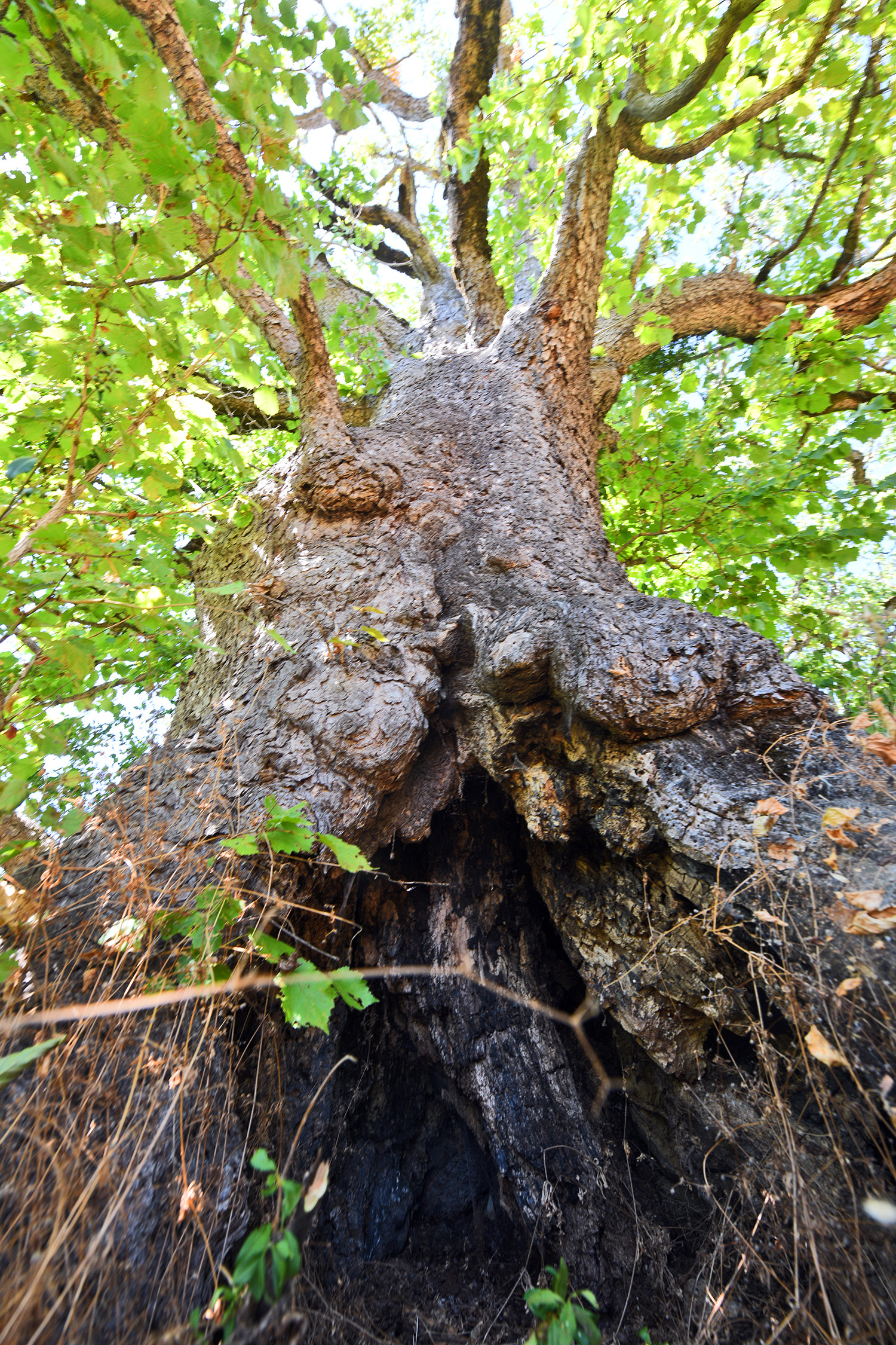 Cebrai̇l Keleş Köşe (3)-21