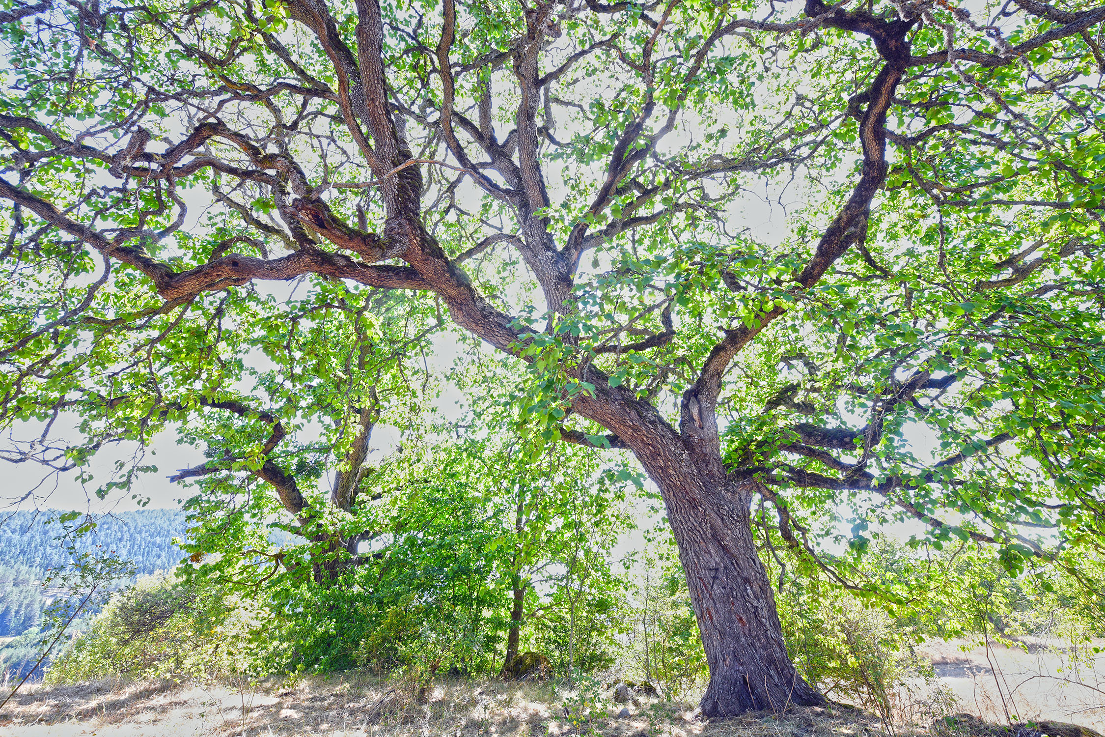 Cebrai̇l Keleş Köşe (9)-21